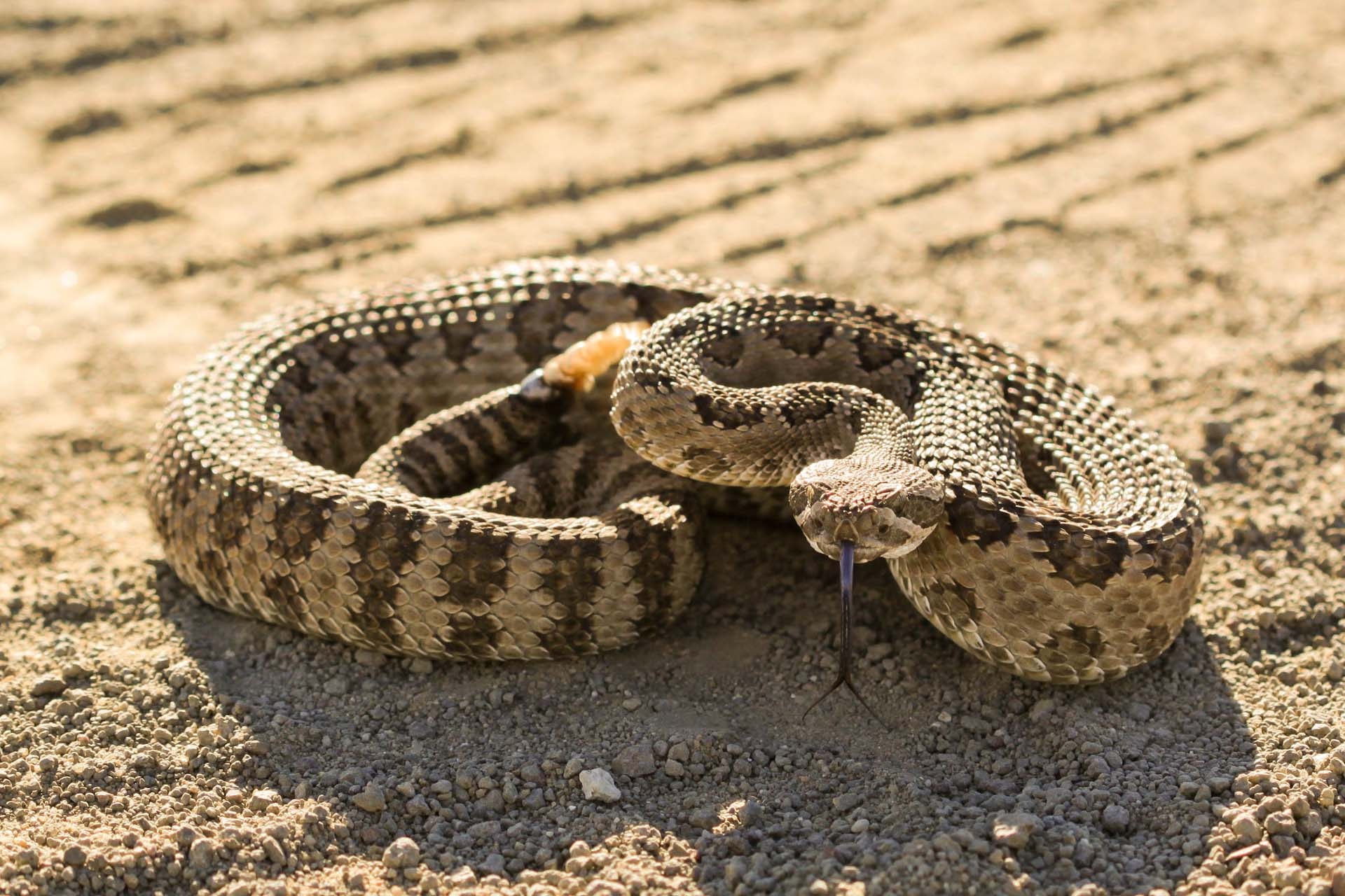 Rattlesnake, Venomous beauty, Serpent's allure, Nature's enigma, 1920x1280 HD Desktop