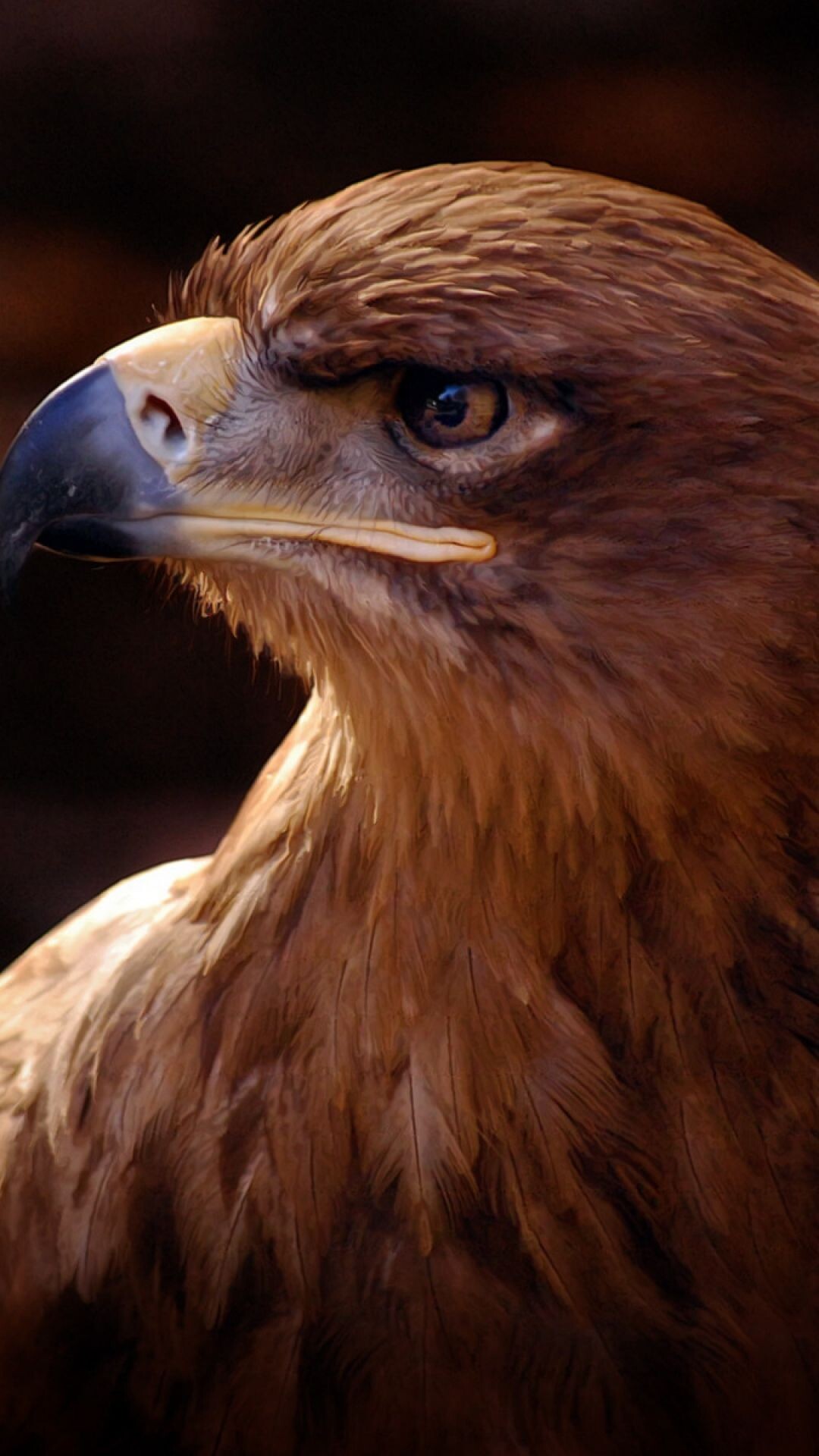 Stunning Golden Eagle, Regal Beauty, Graceful Flight, Avian Wonder, 1080x1920 Full HD Phone