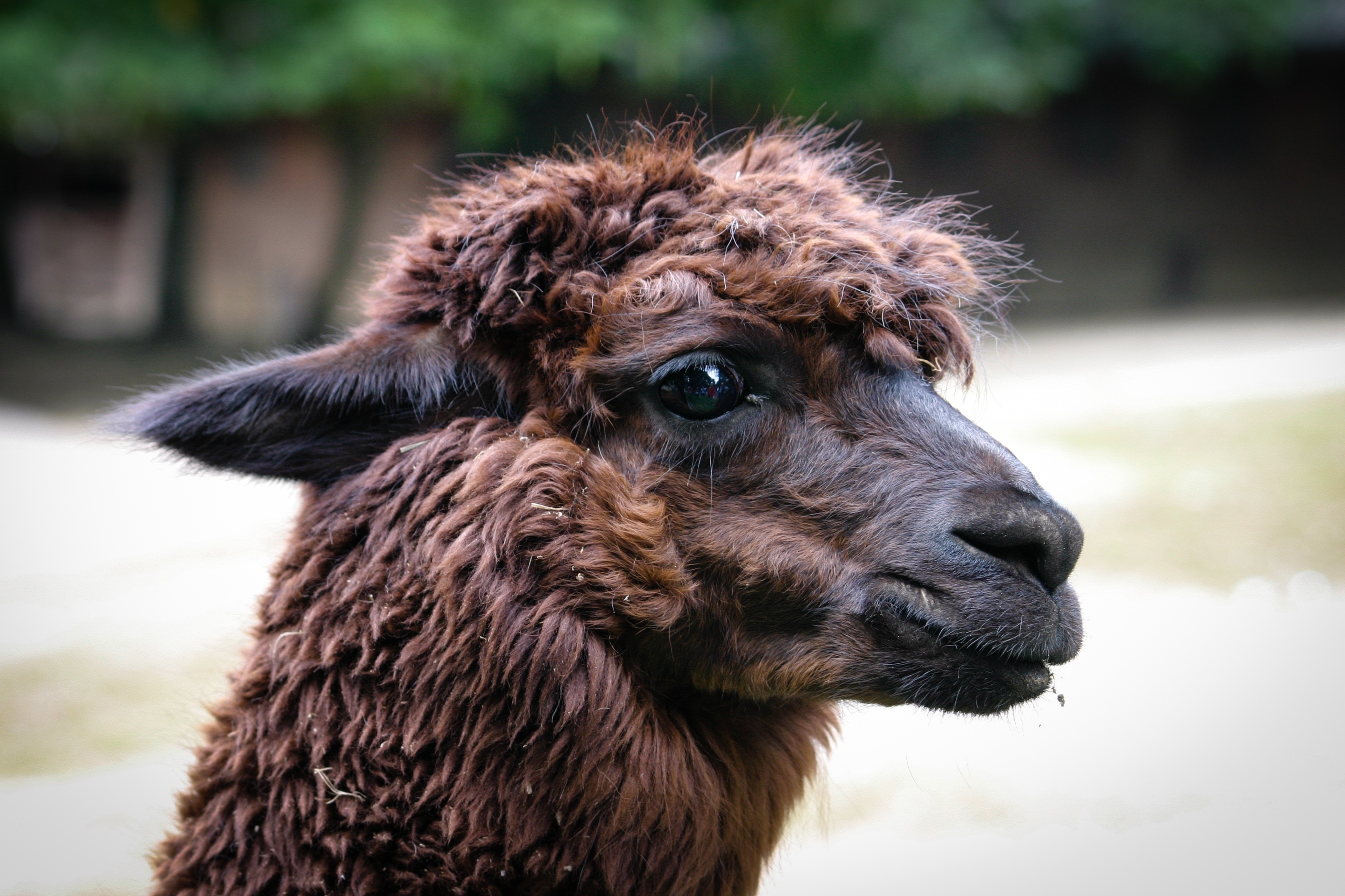 Public domain alpaca, Animal photography, High-quality images, Creative commons, 3080x2050 HD Desktop