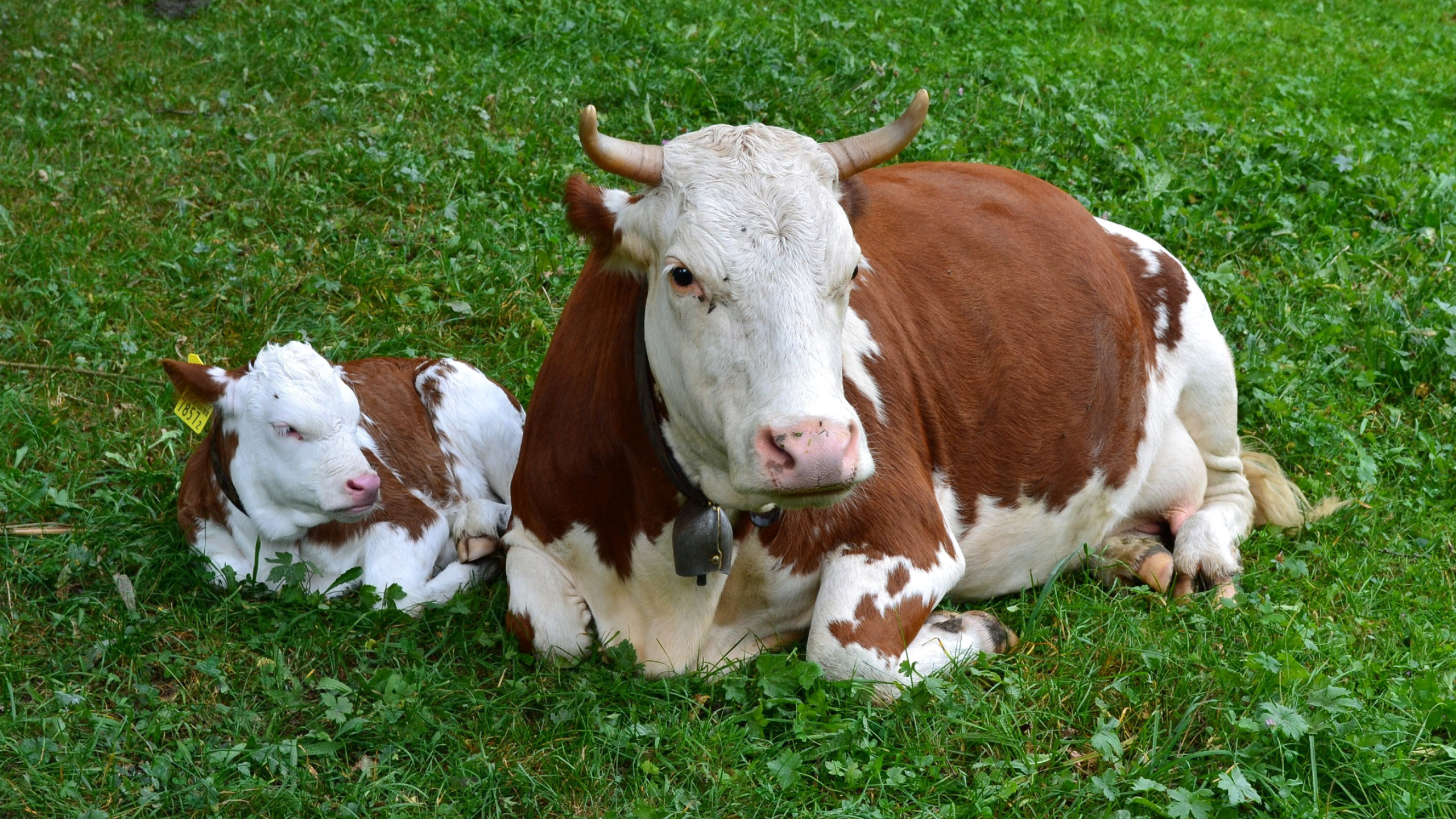 Mother and calf, Cow Wallpaper, 2560x1440 HD Desktop