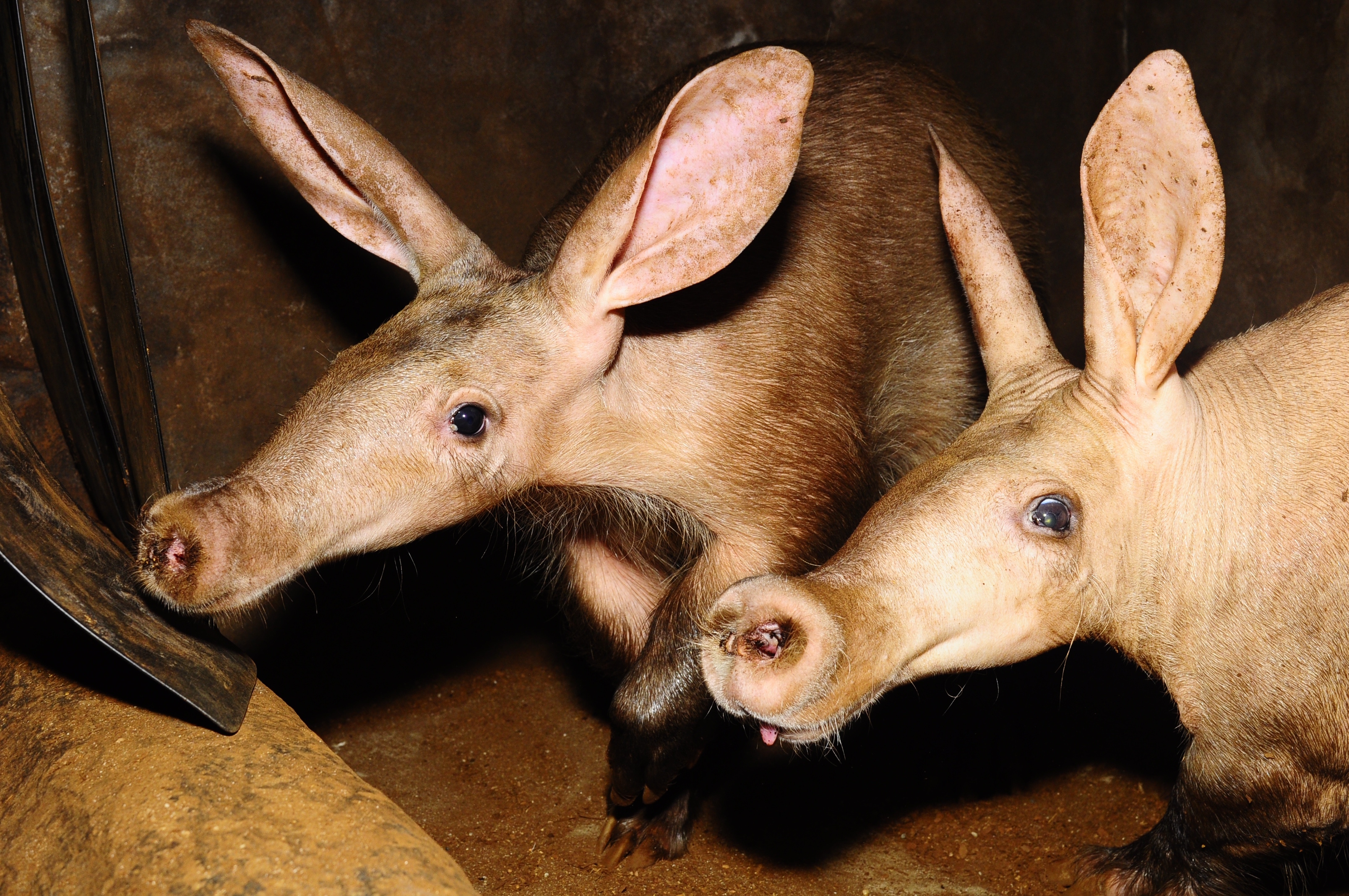 Aardvark, Image, Orycteropus afer, Unique, 3220x2140 HD Desktop