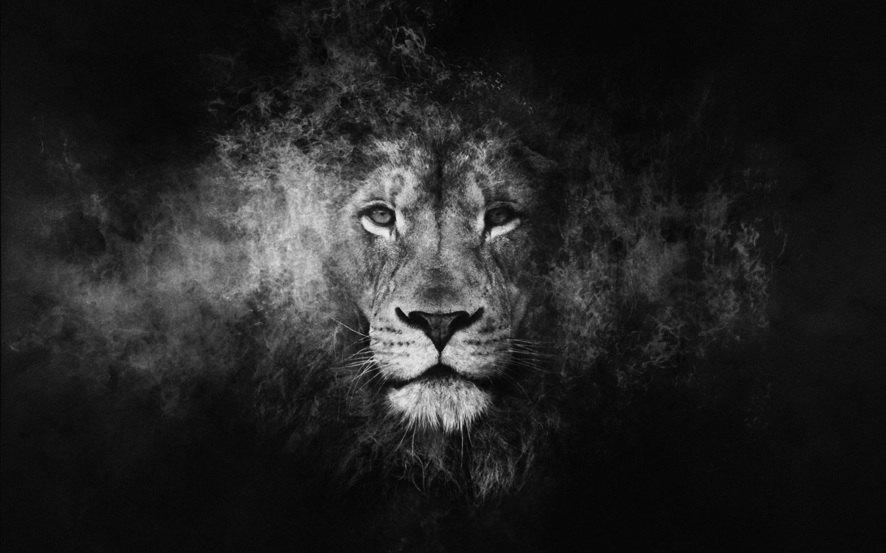 Elegant black lion, Striking wallpapers, Intriguing visuals, Stunning presence, 2880x1800 HD Desktop