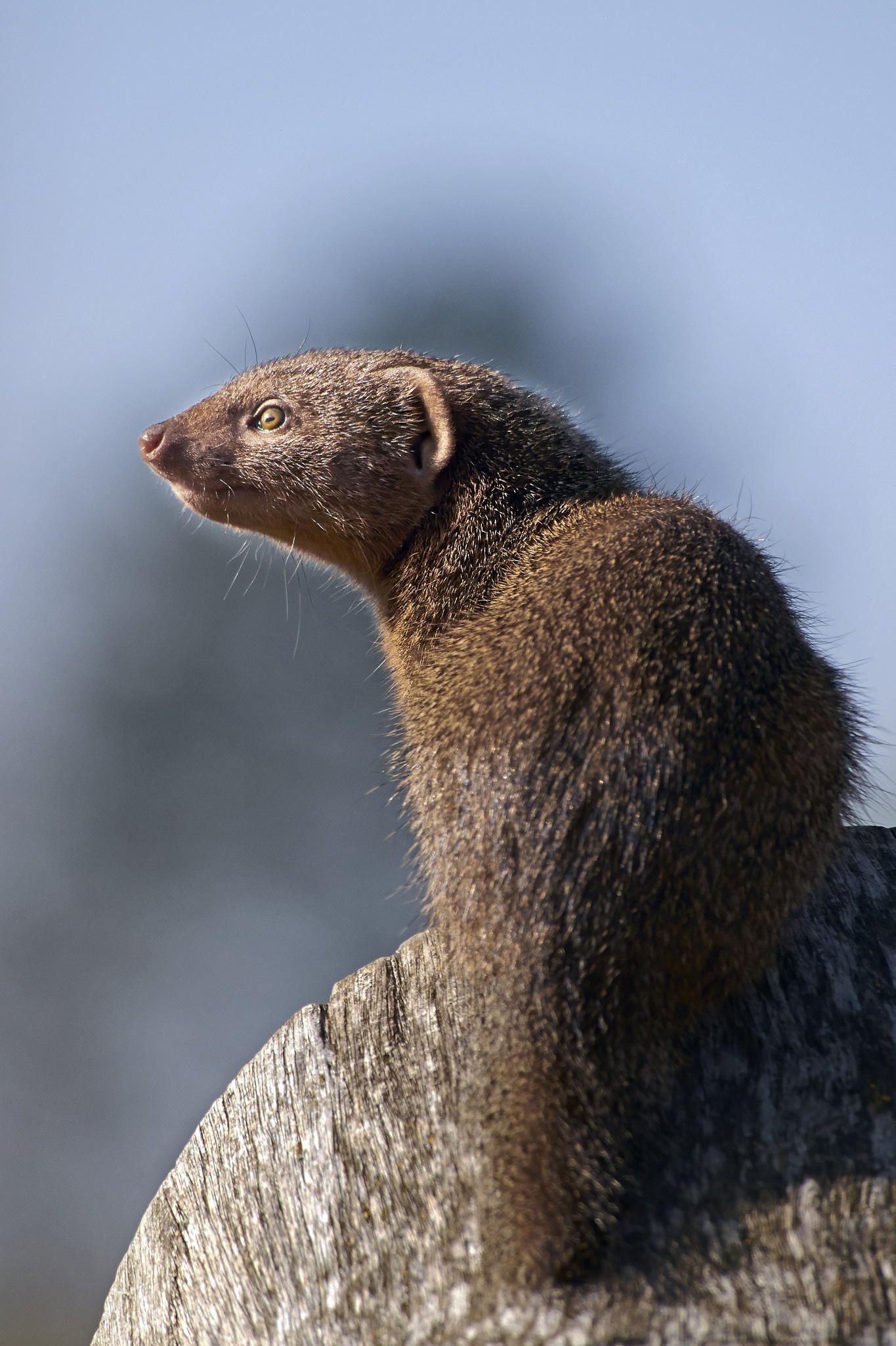 Mongoose, Animal ideas, Wild animal kingdom, Fascinating creatures, 1370x2050 HD Phone