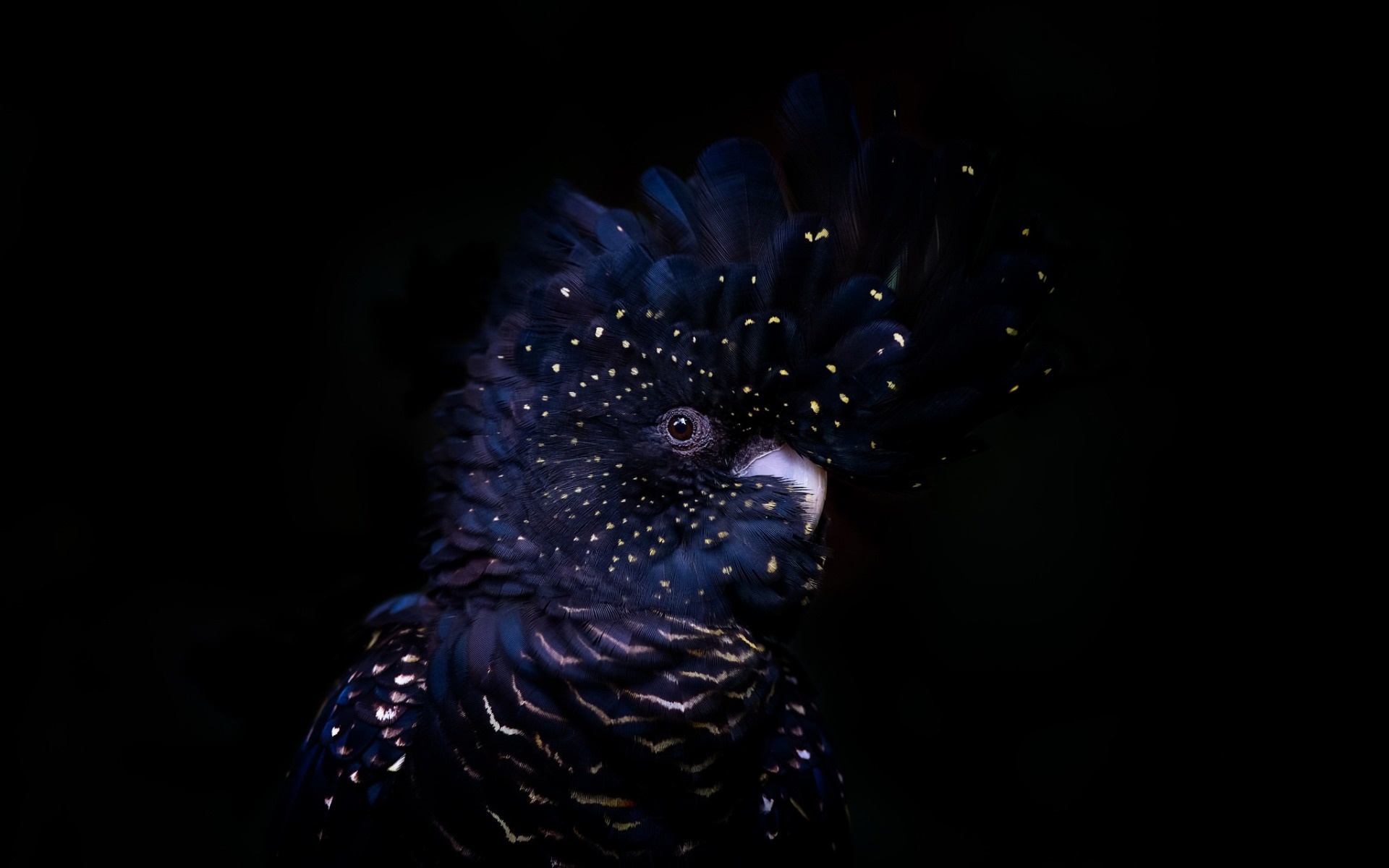 Red-tailed black cockatoo, Black parrot, Australian bird, HD wallpaper, 1920x1200 HD Desktop