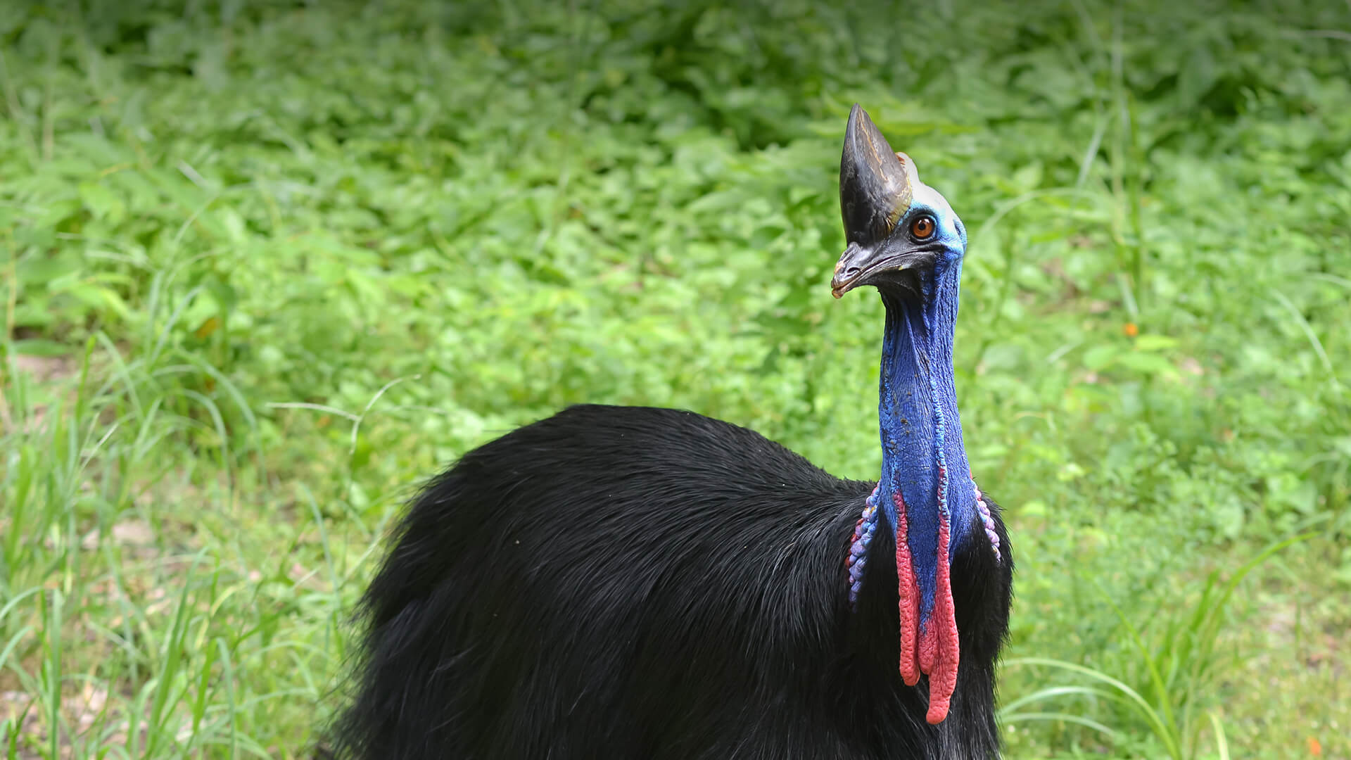 Cassowary wallpapers, HQ pictures, 4K wallpapers, Exotic bird beauty, 1920x1080 Full HD Desktop