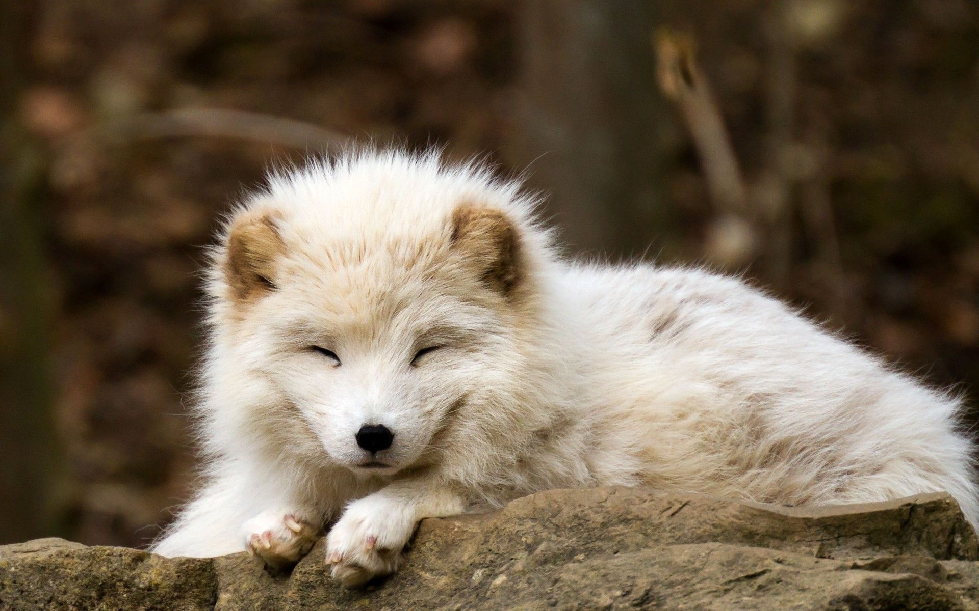 Arctic fox, Baby Animal Wallpaper, 1920x1200 HD Desktop