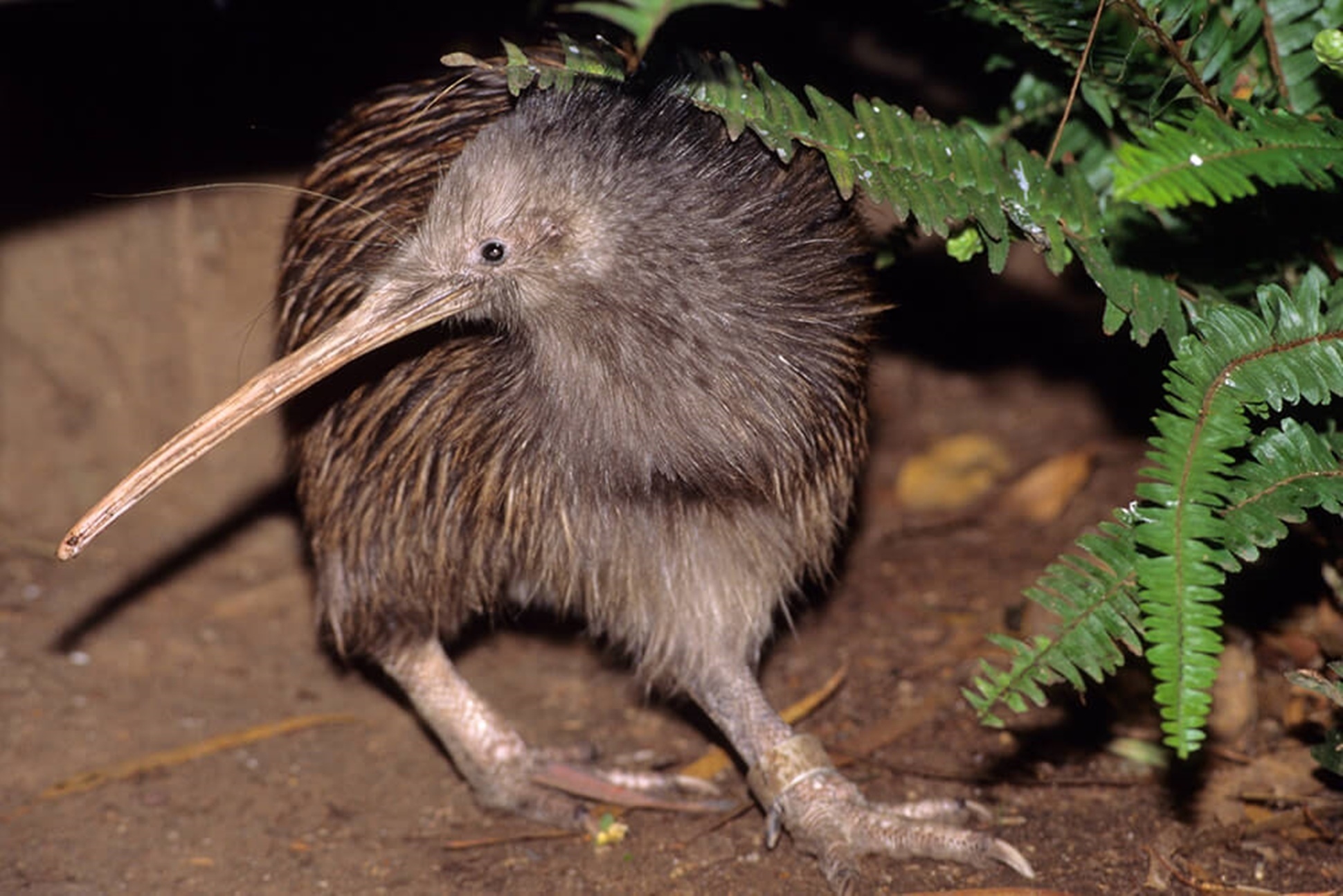 Animals Photo Picture, Kiwi Bird, 1940x1300 HD Desktop