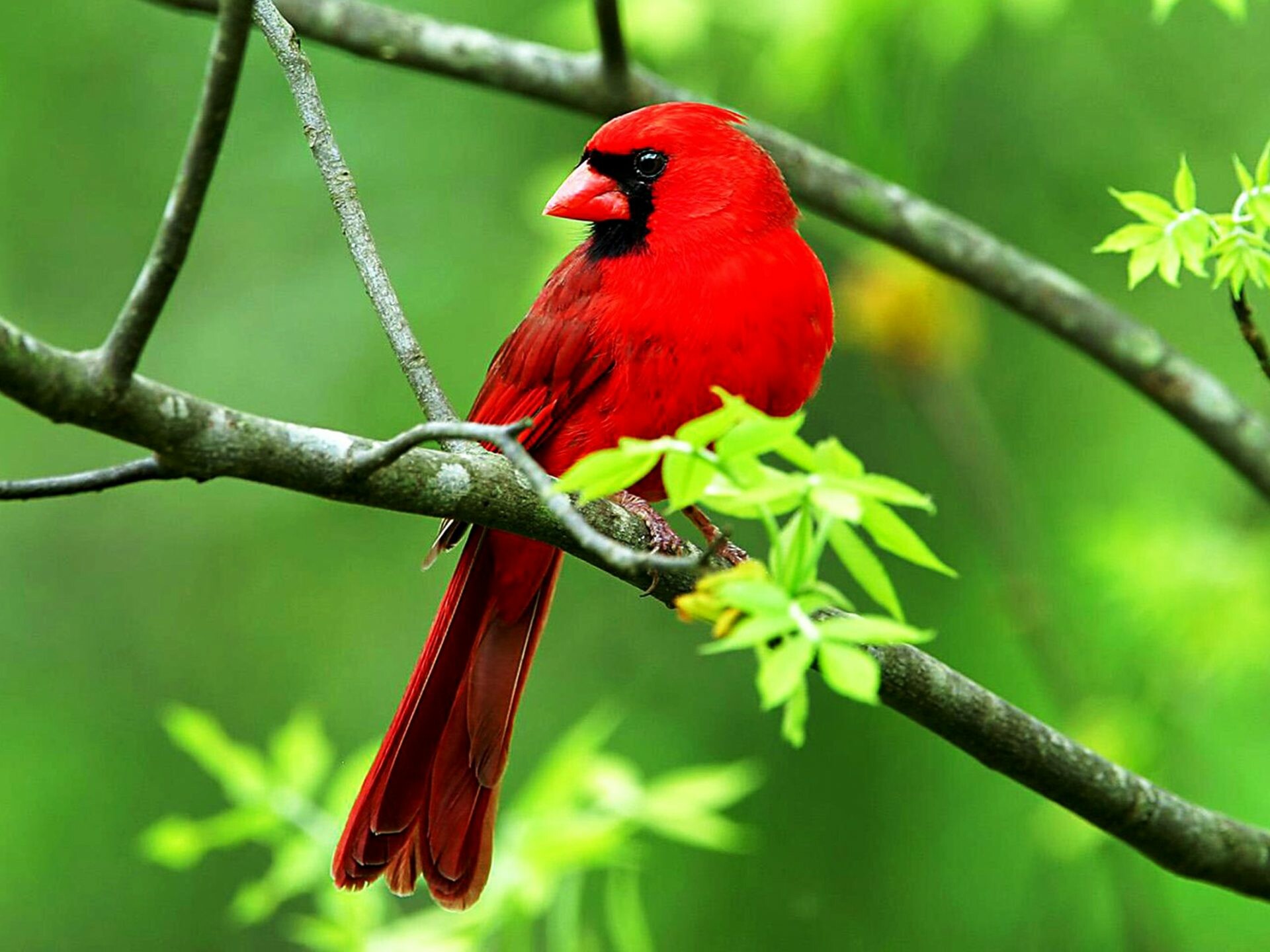 Bird desktop wallpaper, Cardinal bird, 1920x1440 HD Desktop