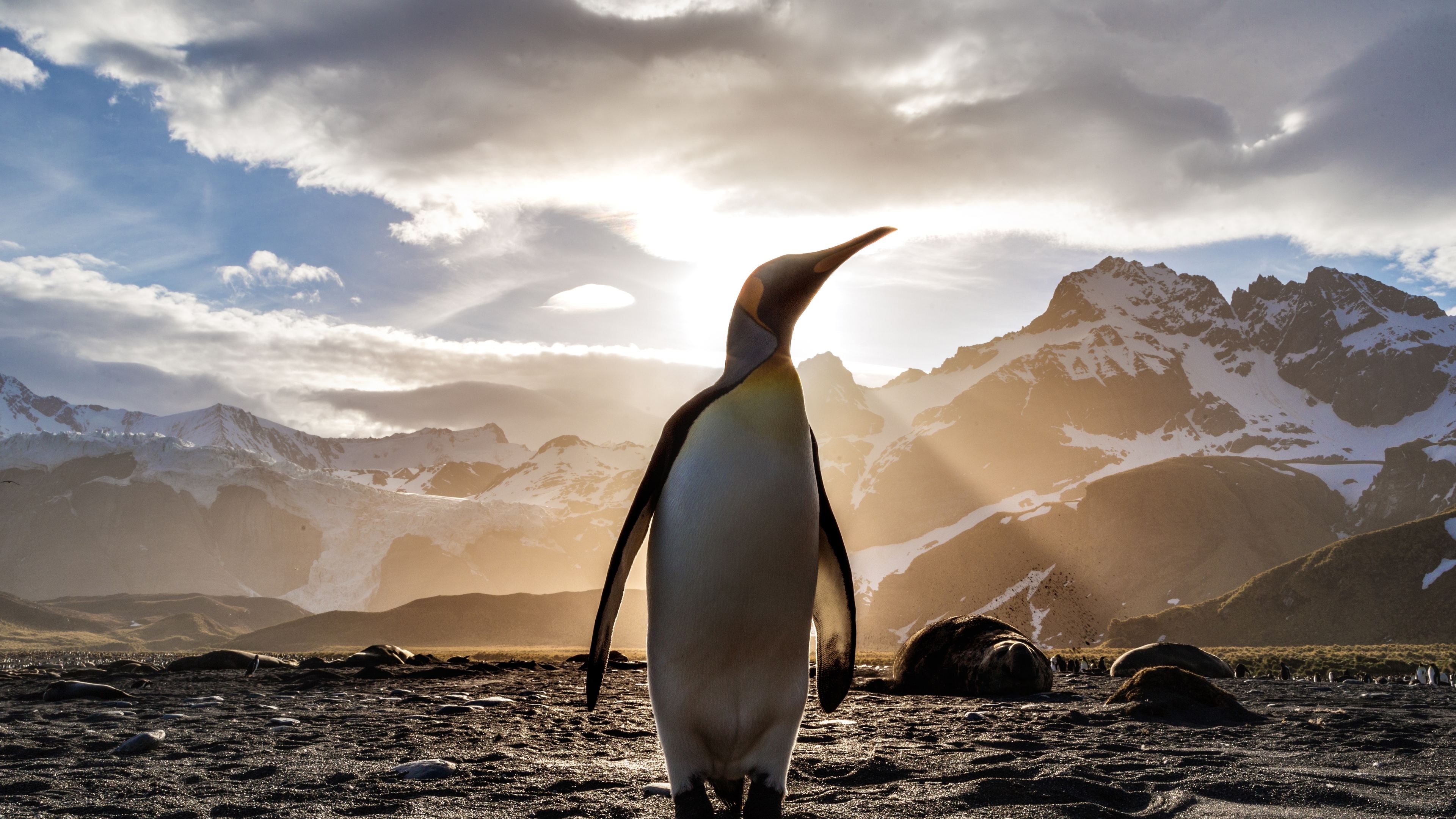 King penguin, Penguins Wallpaper, 3840x2160 4K Desktop