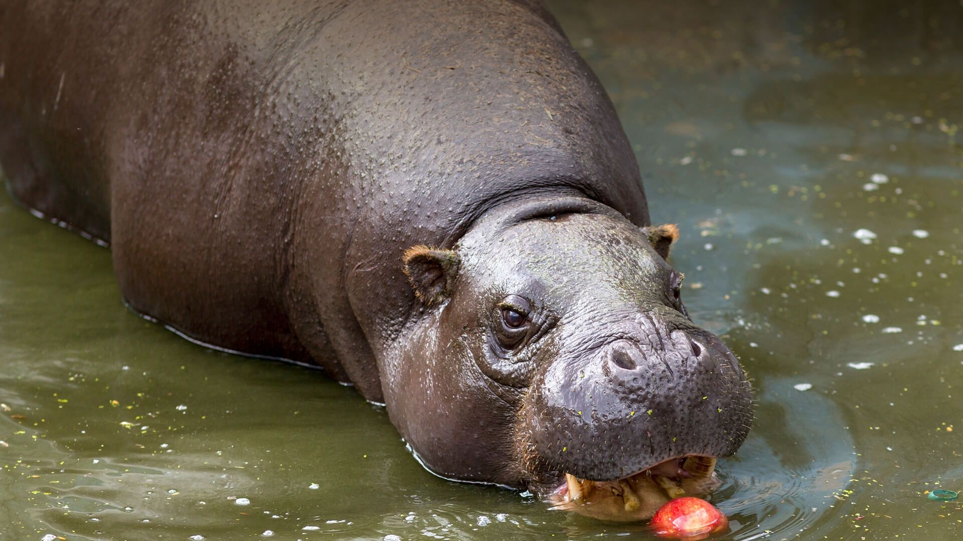 Cute baby hippos, Innocent animal babies, Mother's love, Baby wildlife, 1920x1080 Full HD Desktop