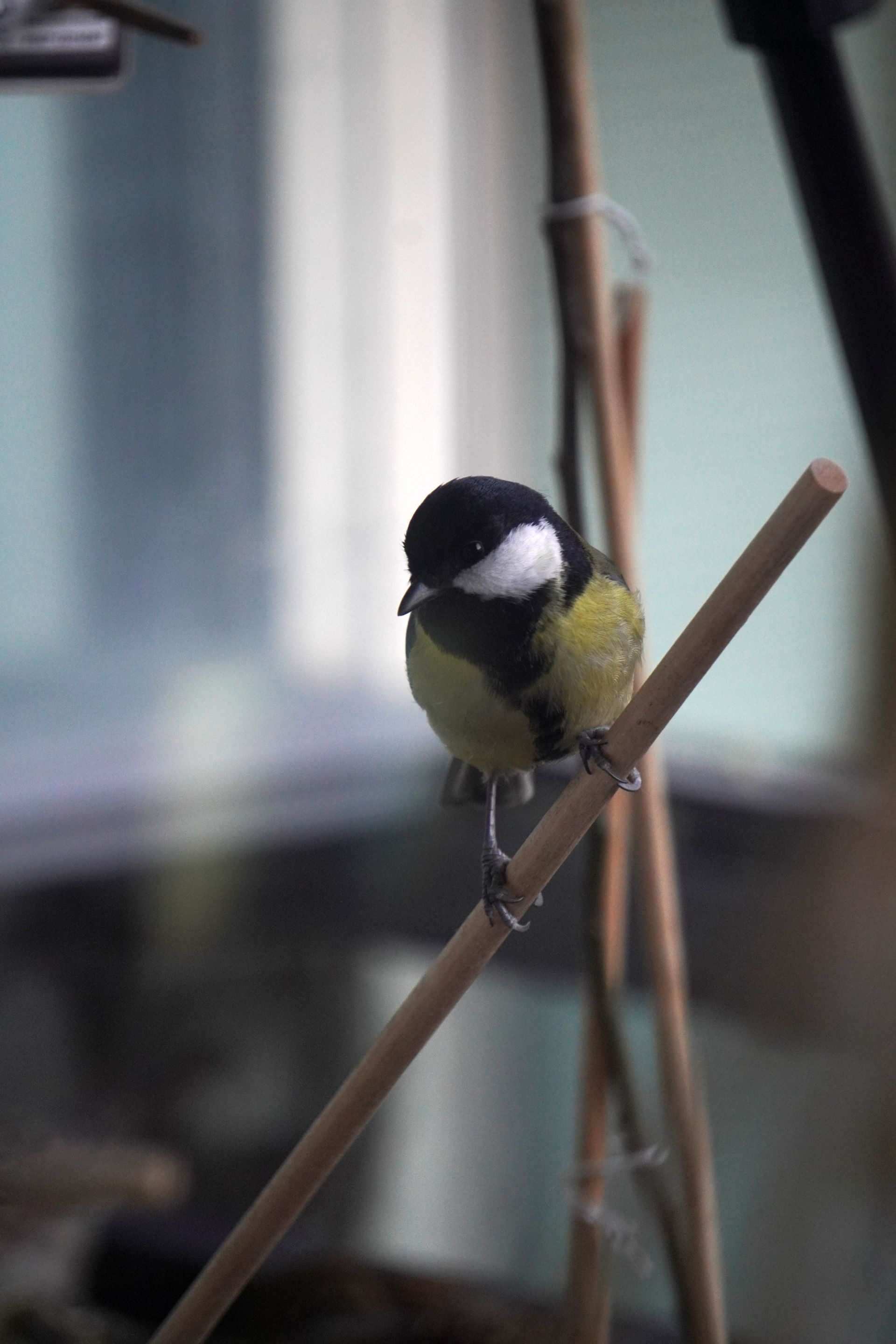 Hive stock images, Great tit, Parus major, Peakd, 1920x2880 HD Phone