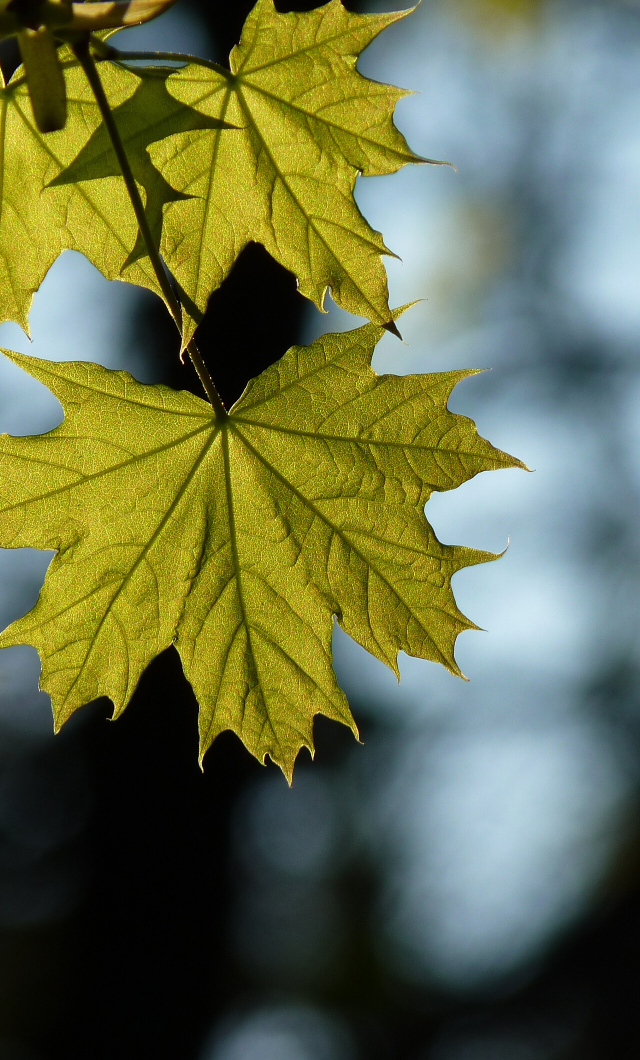 Maple leaf spring, iPhone 6 Plus wallpaper, HD image background, Refreshing beauty, 1280x2120 HD Phone