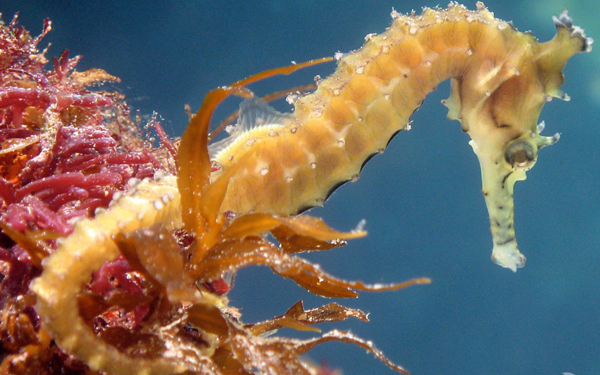 Spiny, Seahorses Wallpaper, 1920x1200 HD Desktop