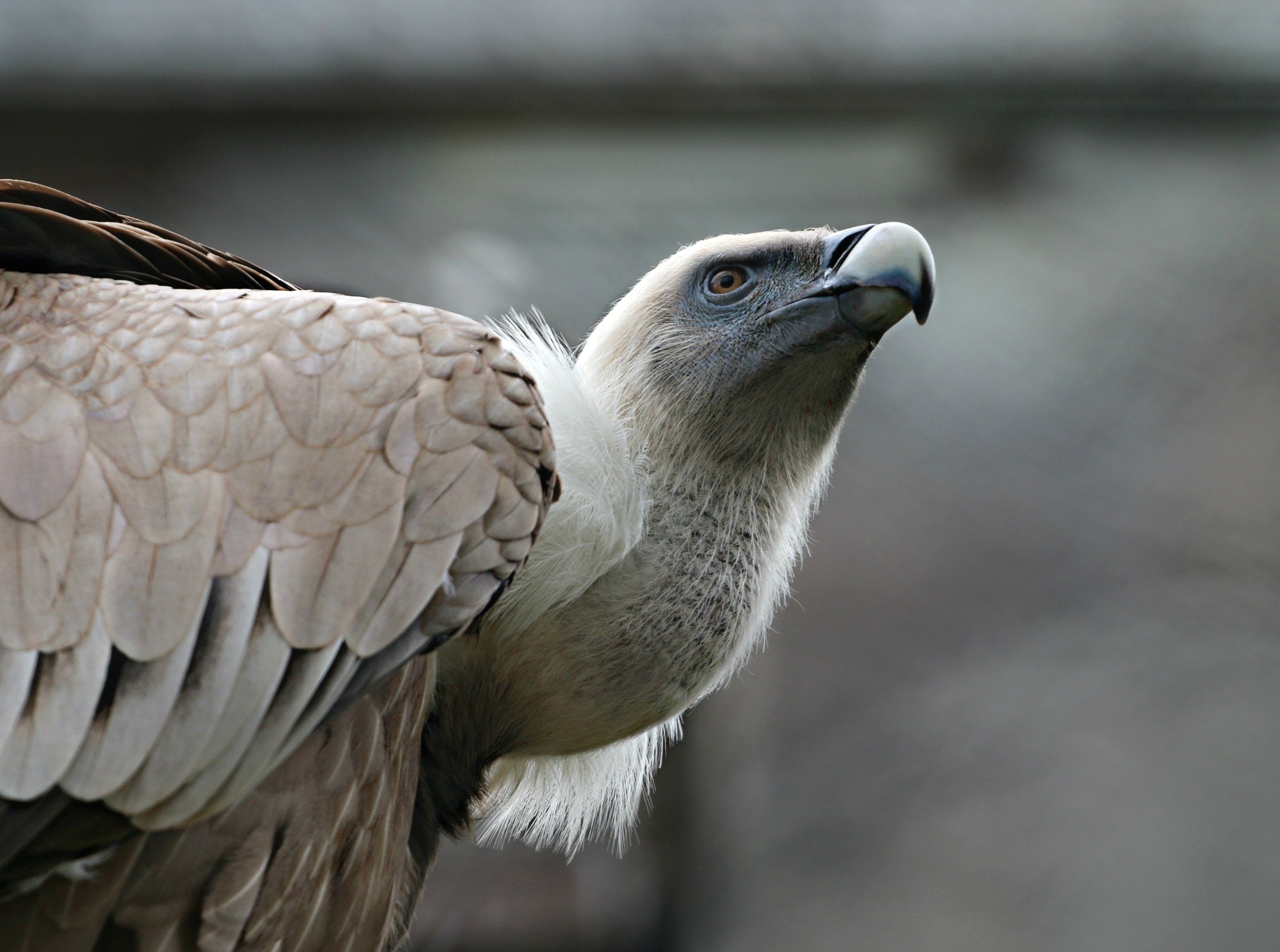 Griffon Vulture free, Image peakpx, Breathtaking sight, 2890x2150 HD Desktop