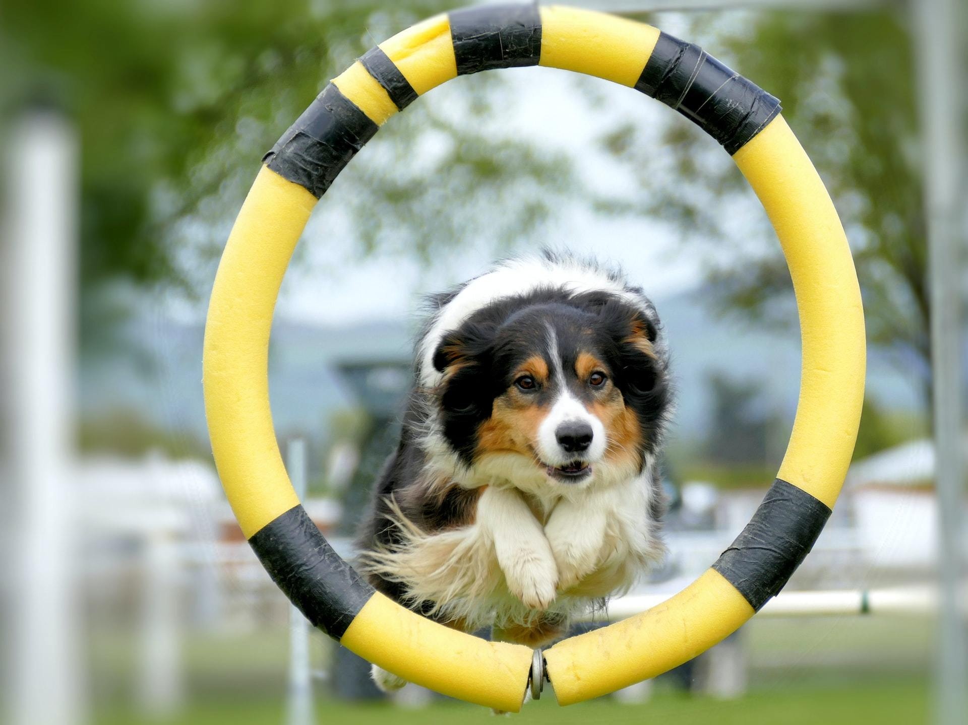 Agility training tips, Starting agility training, Agility training with, Firstvet tips, 1920x1440 HD Desktop