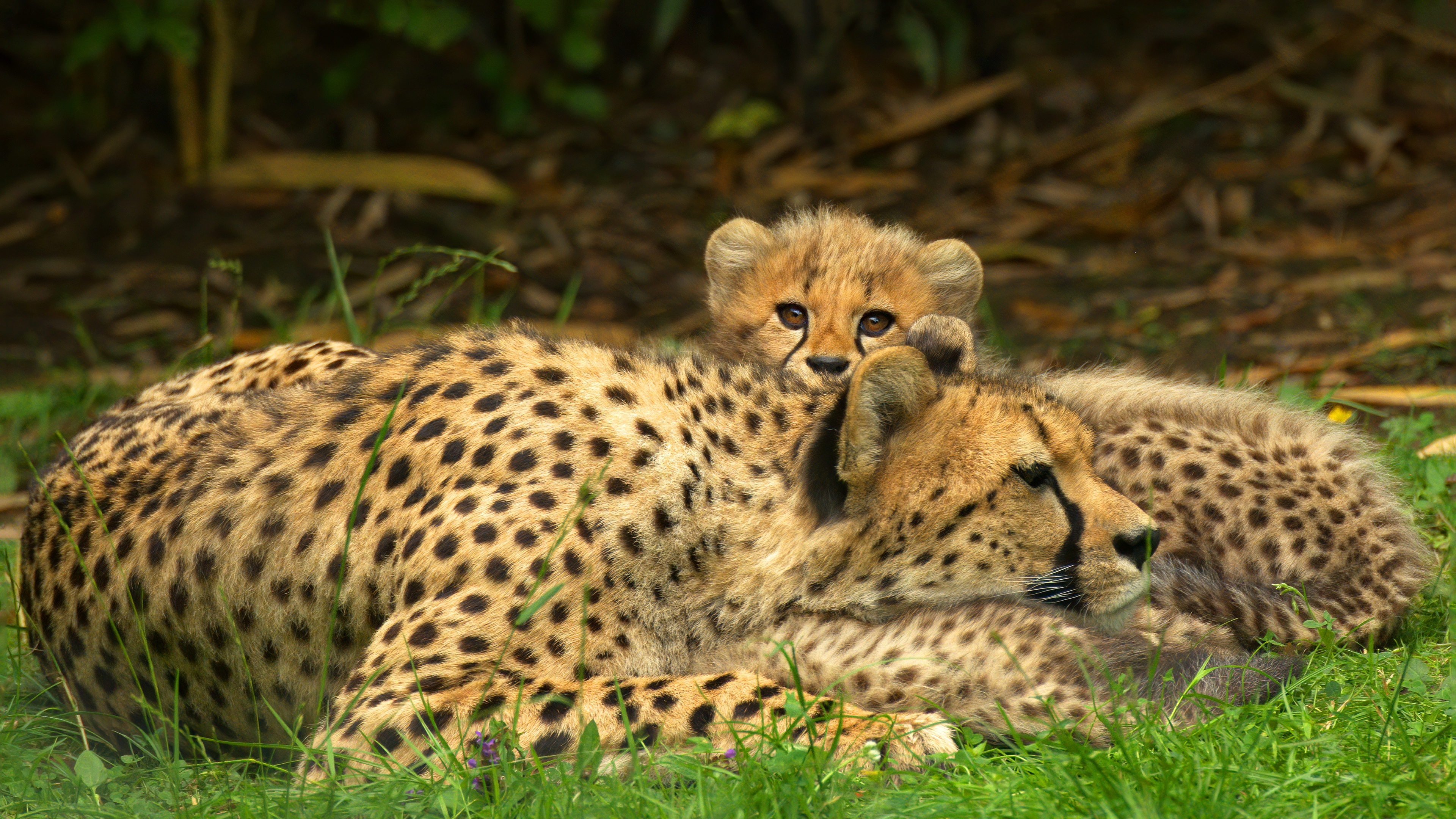 Animal cheetah wallpaper, Imposing and majestic, Impressive resolution, Captivating image, 3840x2160 4K Desktop