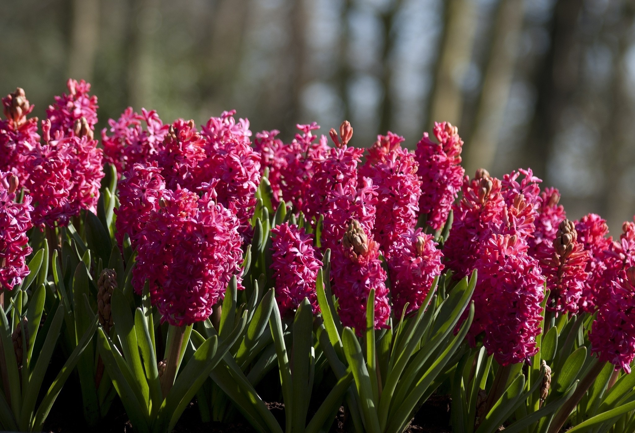 Earth hyacinth wallpaper, Captivating beauty, Natural serenity, Floral bliss, 2050x1400 HD Desktop