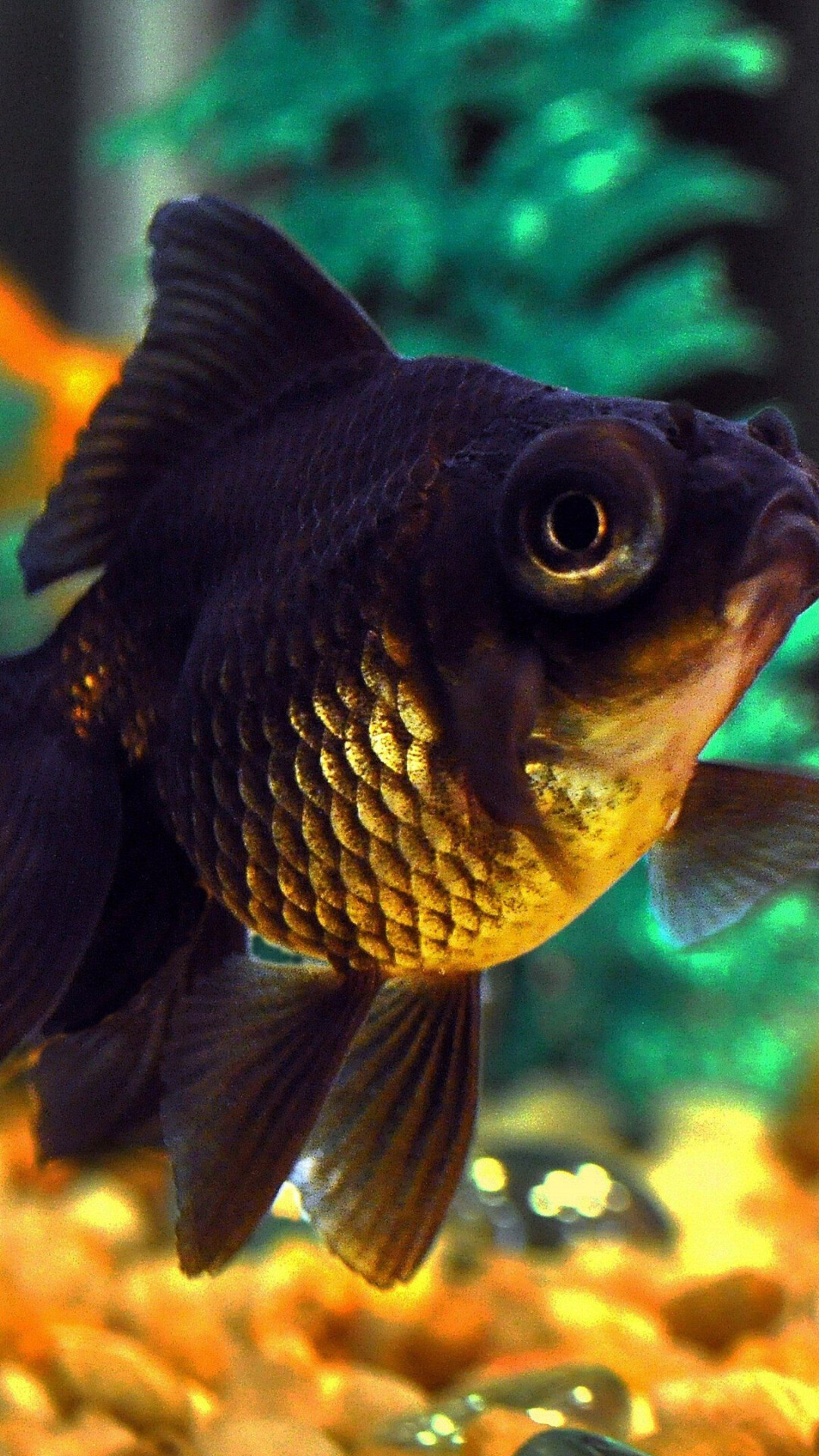 Gold Fish, Nature, 1080x1920 Full HD Phone