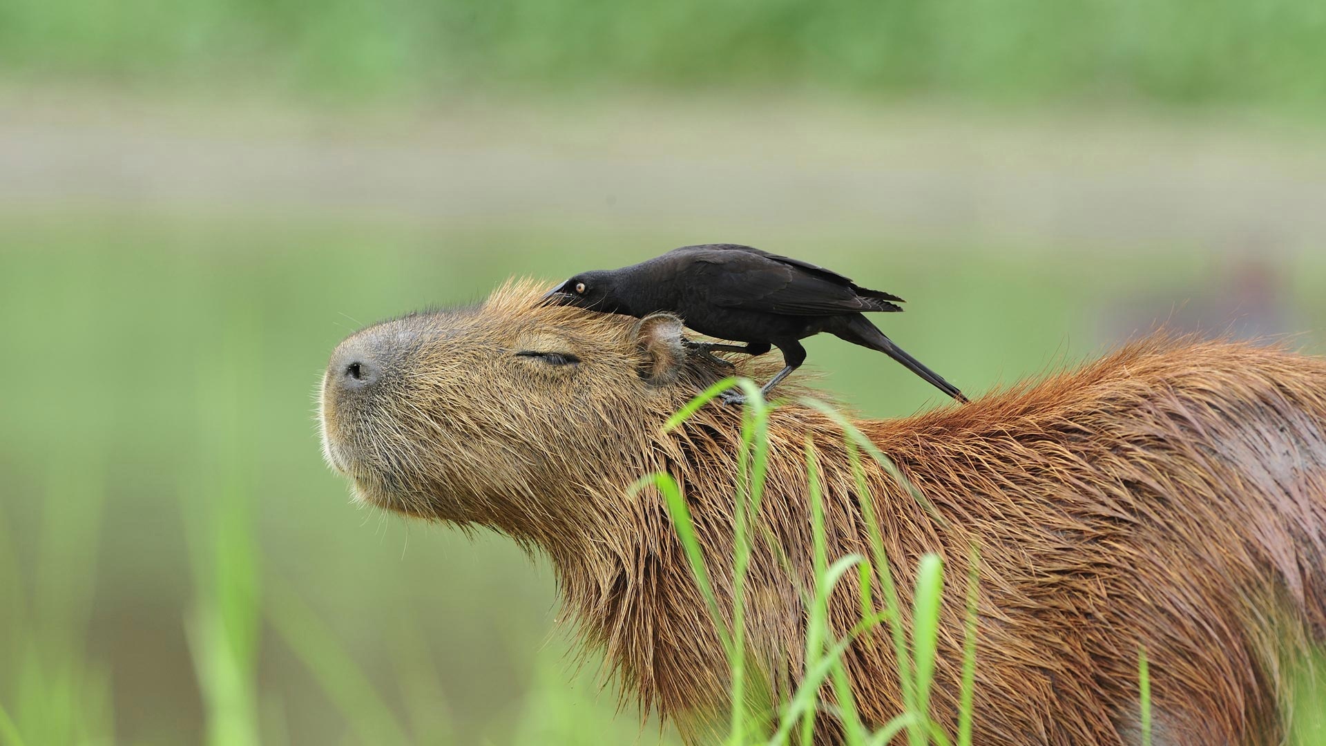 Brazilian wildlife, Capybara, Pantanal, Bird wallpaper, 1920x1080 Full HD Desktop