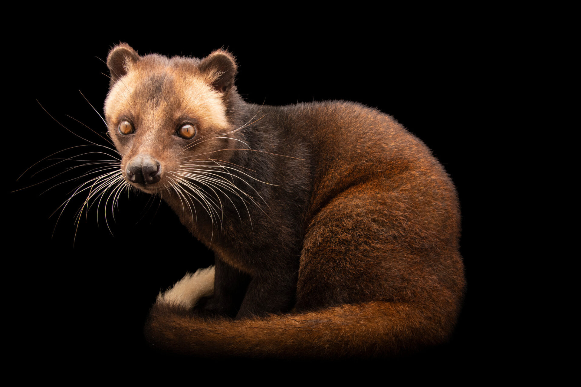 Joel Sartore's capture, Civet portrayal, Animal artwork, Nature's beauty, 1920x1280 HD Desktop