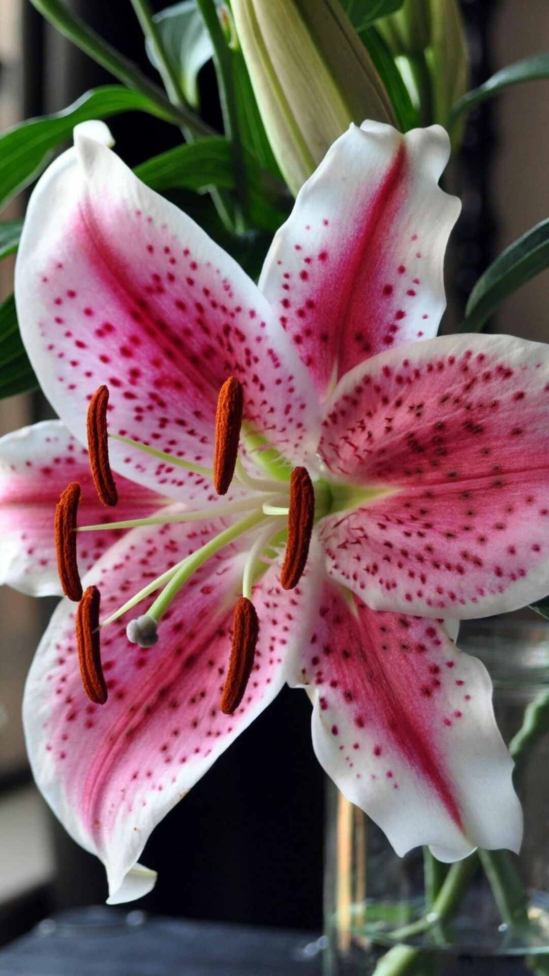 Stargazer lily, Backgrounds, Striking visuals, Nature, 1080x1920 Full HD Phone