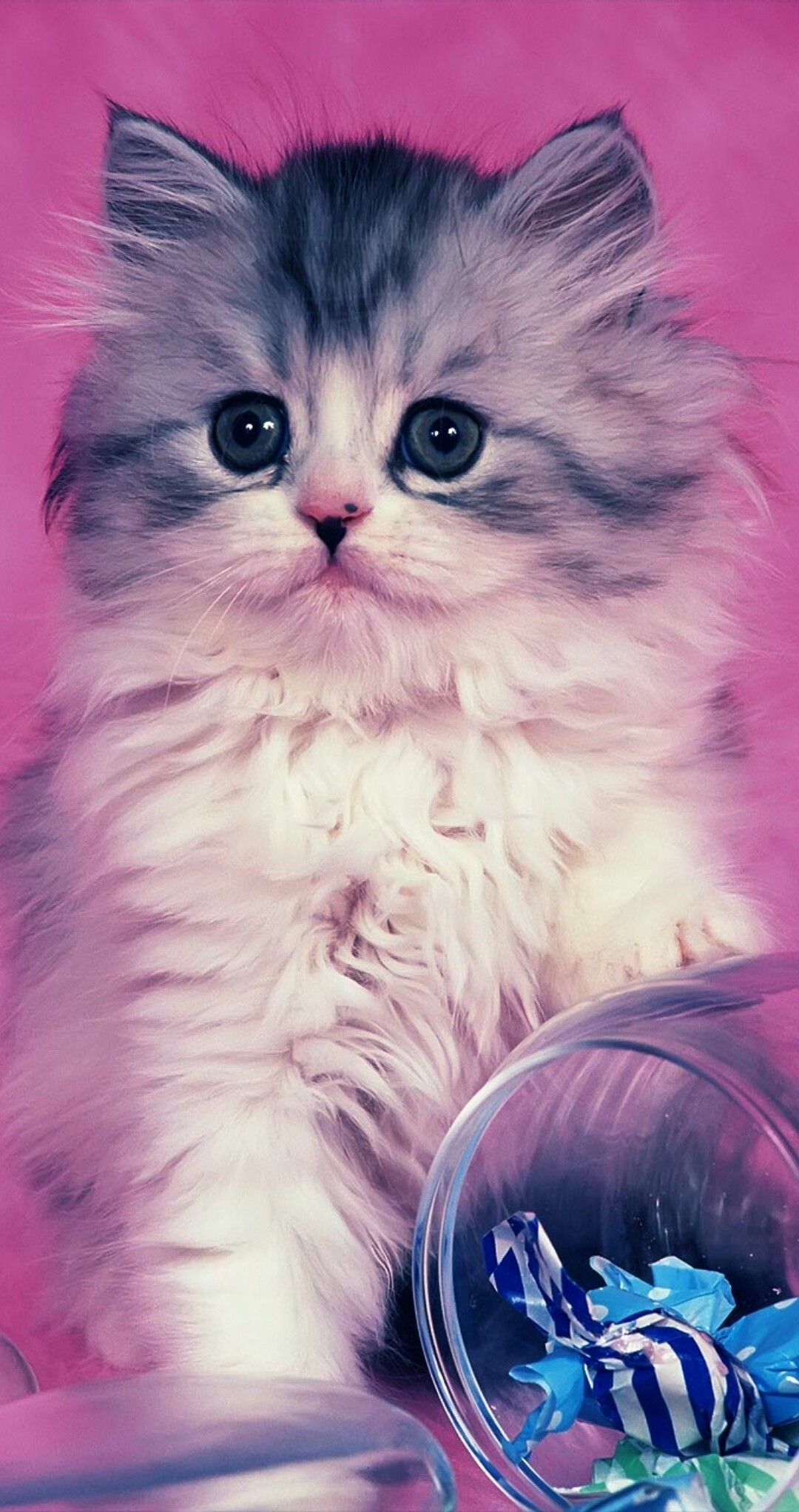 Cats and kittens, Wallpaper satilde, Lovely animals, 1080x2050 HD Phone