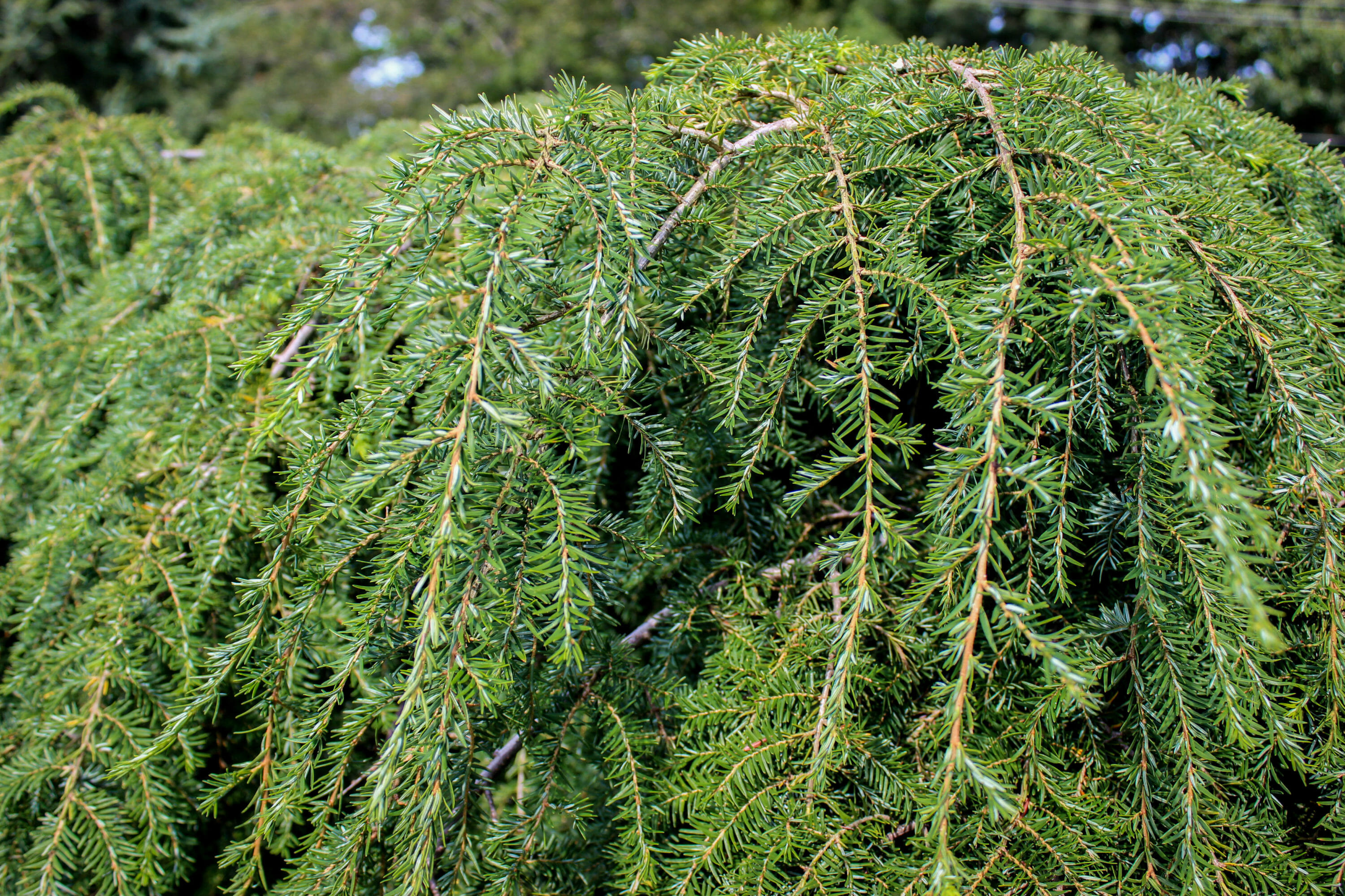 Canadian hemlock, Evergreen tree, Nature's marvel, Verdant forests, 3000x2000 HD Desktop