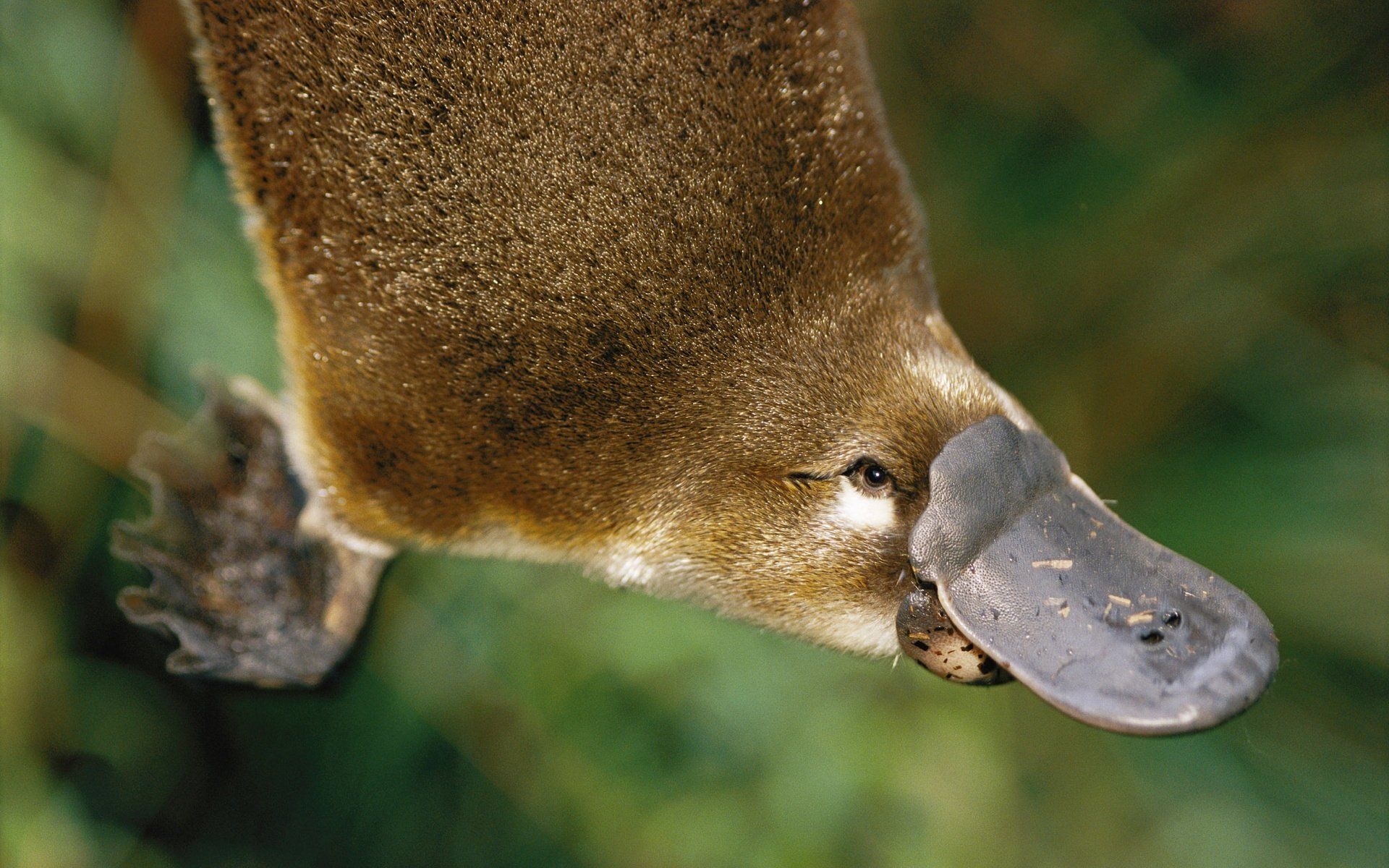 Platypus, 4K HD backgrounds, Unique animal, Intricate design, 1920x1200 HD Desktop