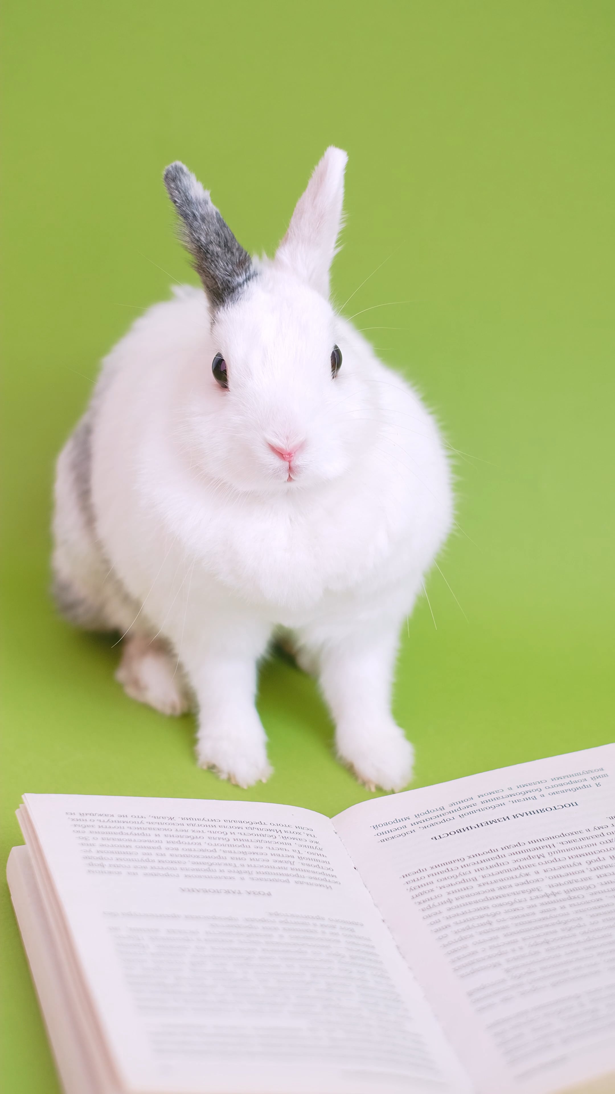 Domestic rabbit, Hares Wallpaper, 2160x3840 4K Phone