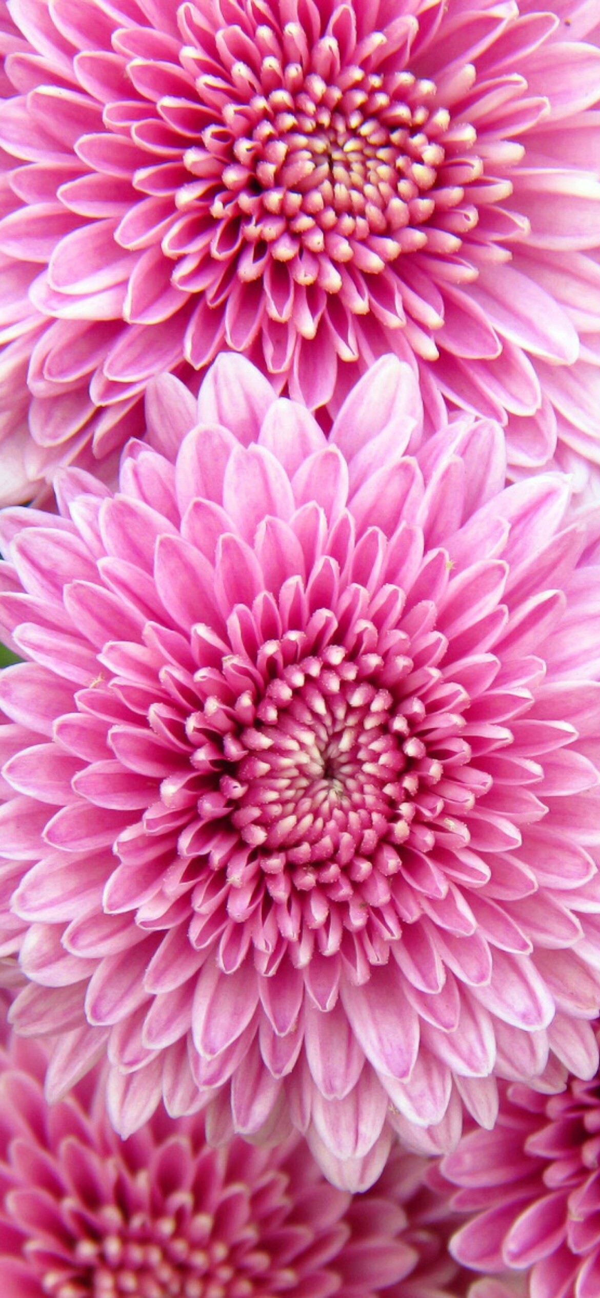 Chrysanthemum, iPhone wallpaper, Elegant flowers, Nature's charm, 1170x2540 HD Phone