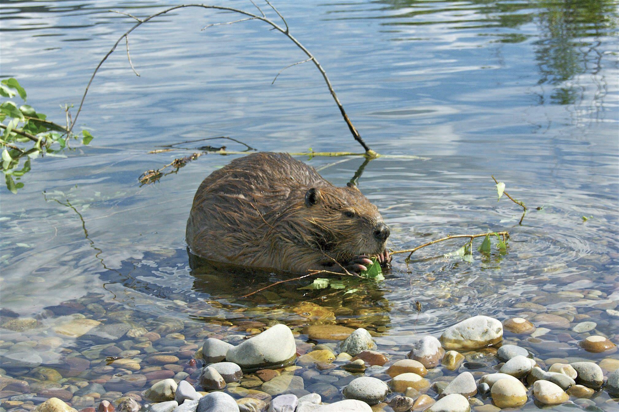 Beaver as firefighters, California's dilemma, Ecosystem management, Wildlife conflict, 2020x1350 HD Desktop