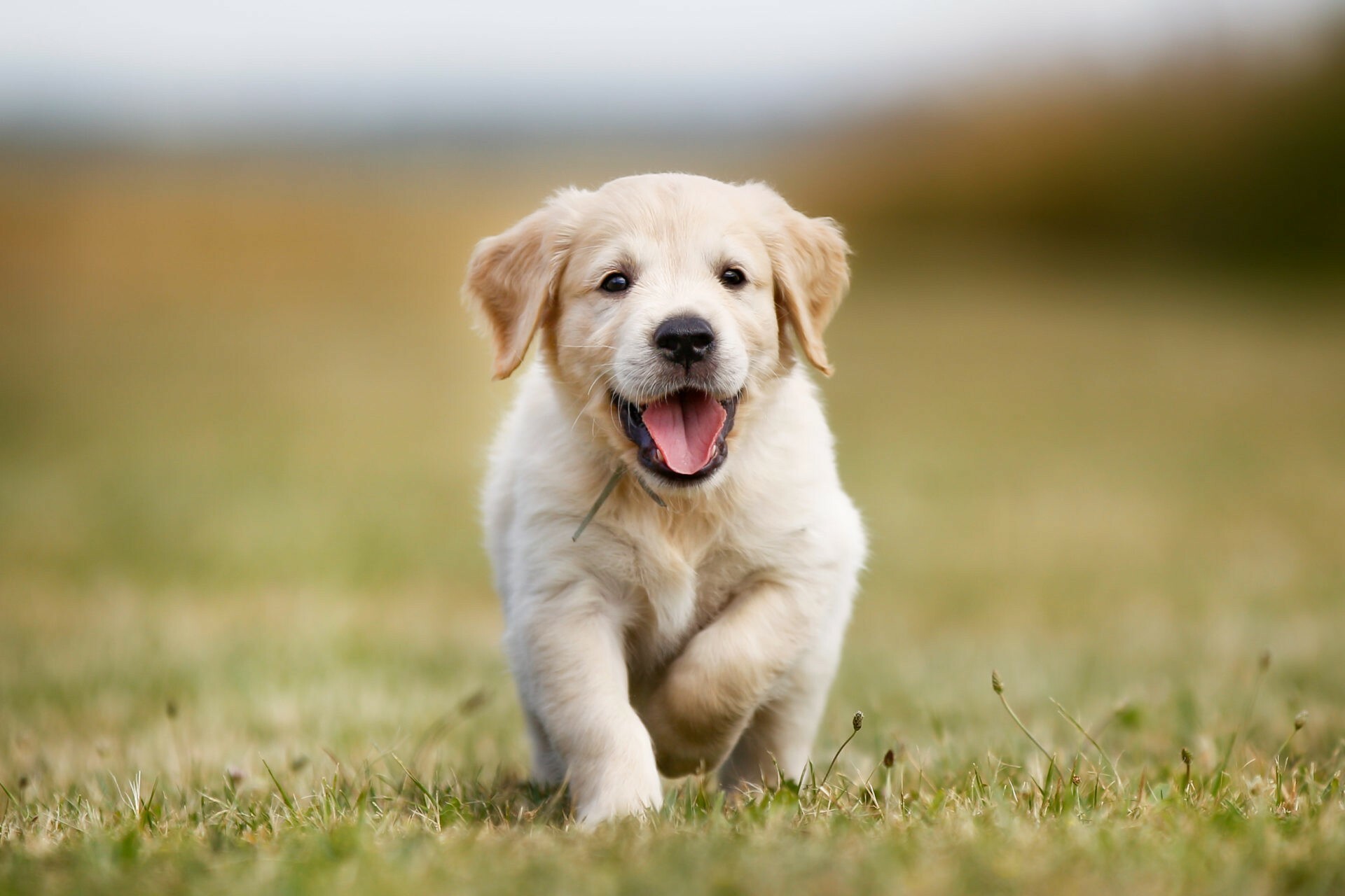 Adorable puppy dog, HD wallpapers, 1920x1280 HD Desktop