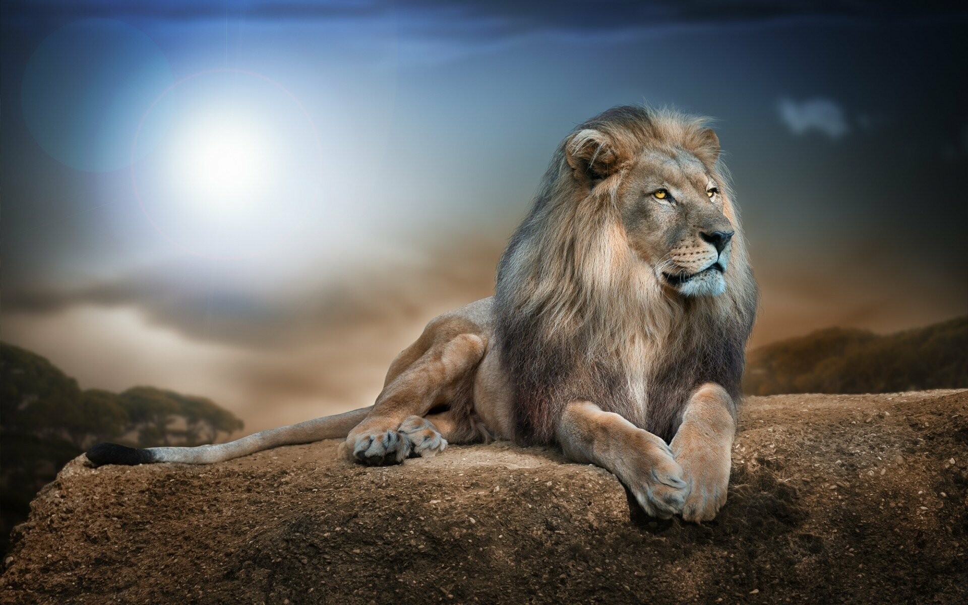 Stunning lion wallpaper, HD quality, Beautiful backgrounds, Breathtaking visuals, 1920x1200 HD Desktop