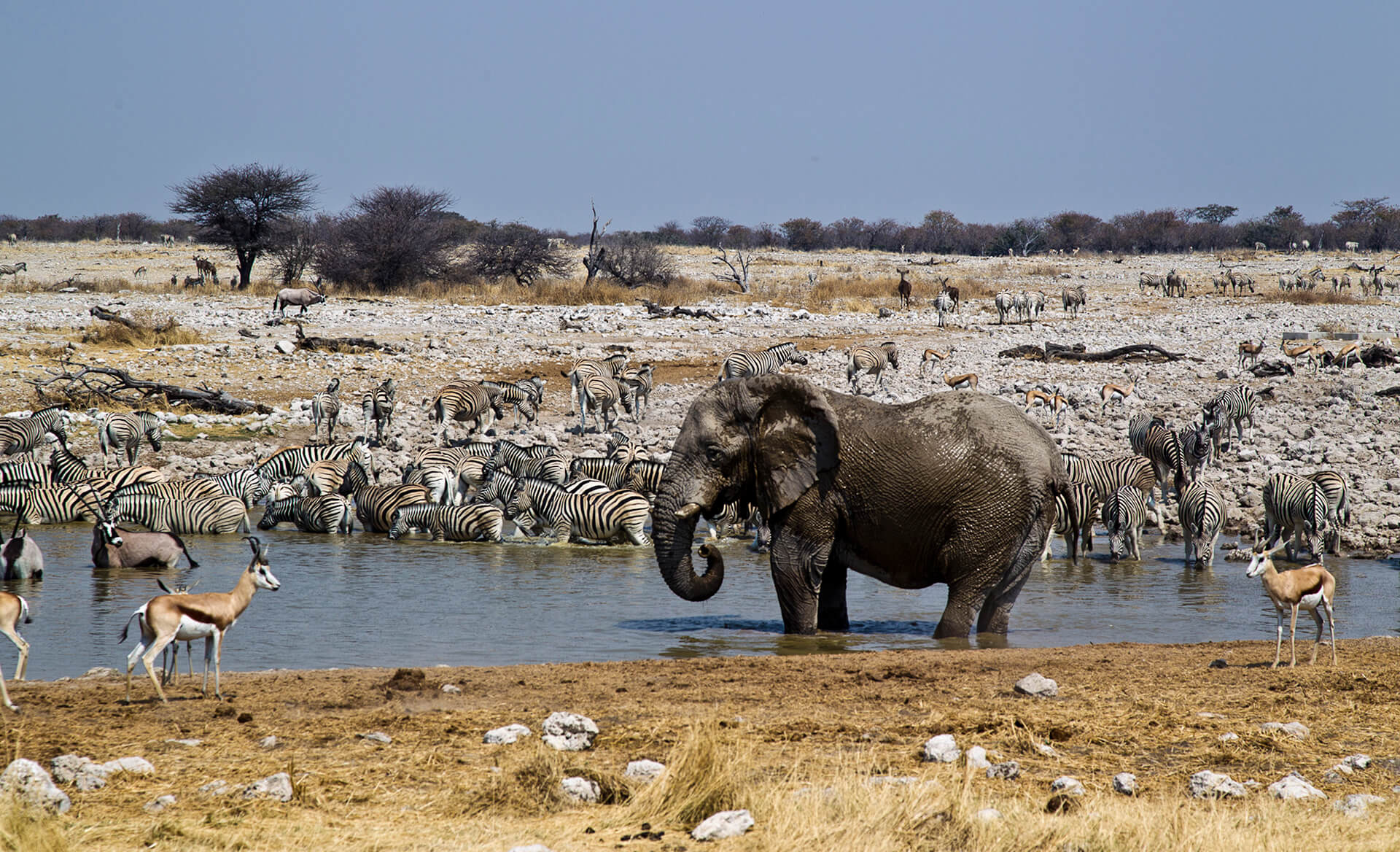 Etosha National Park, Africa adventure company, 1920x1170 HD Desktop