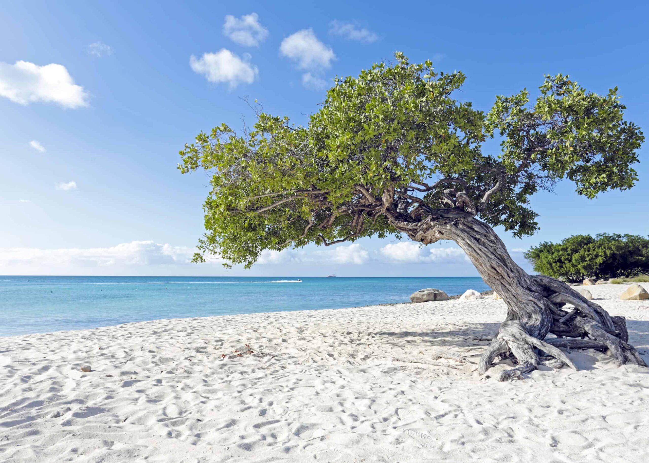 Aruba Island, Travels, Caribbean poster, Artsy Bucket, 2560x1830 HD Desktop