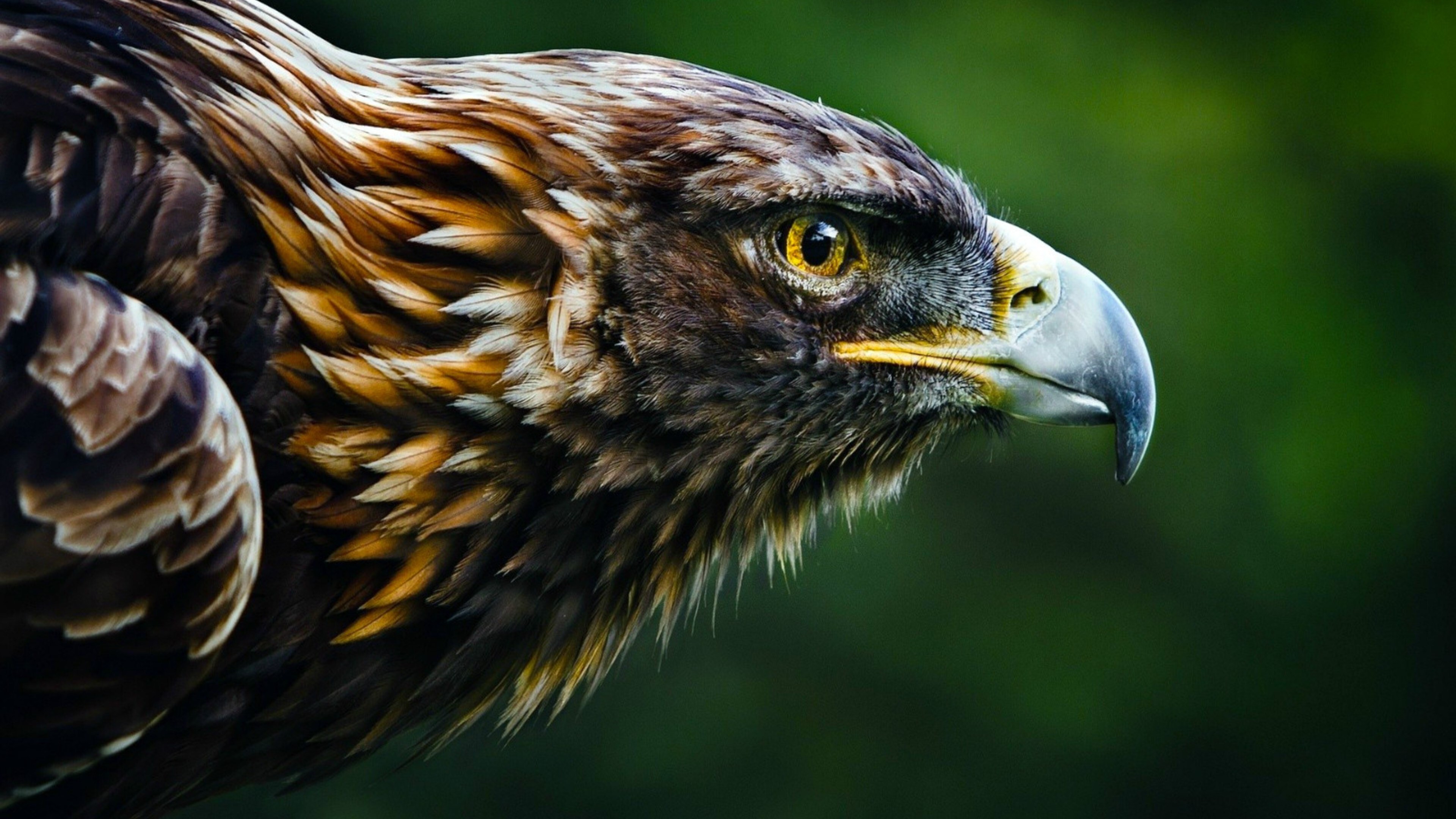 Blurred Vision of Eagle, Dynamic Wildlife Shot, Animal in Motion, Artistic Blur, 3840x2160 4K Desktop