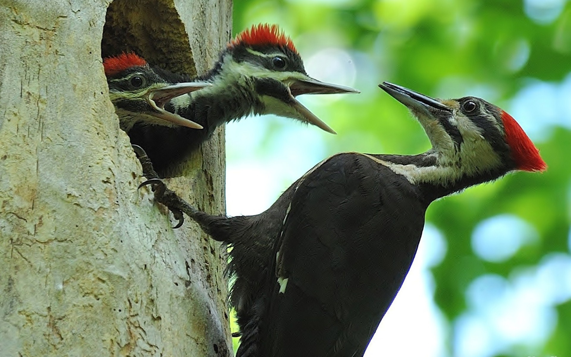 Woodpecker, Artistic wallpaper, Nature's inspiration, Bird's charm, 1920x1200 HD Desktop