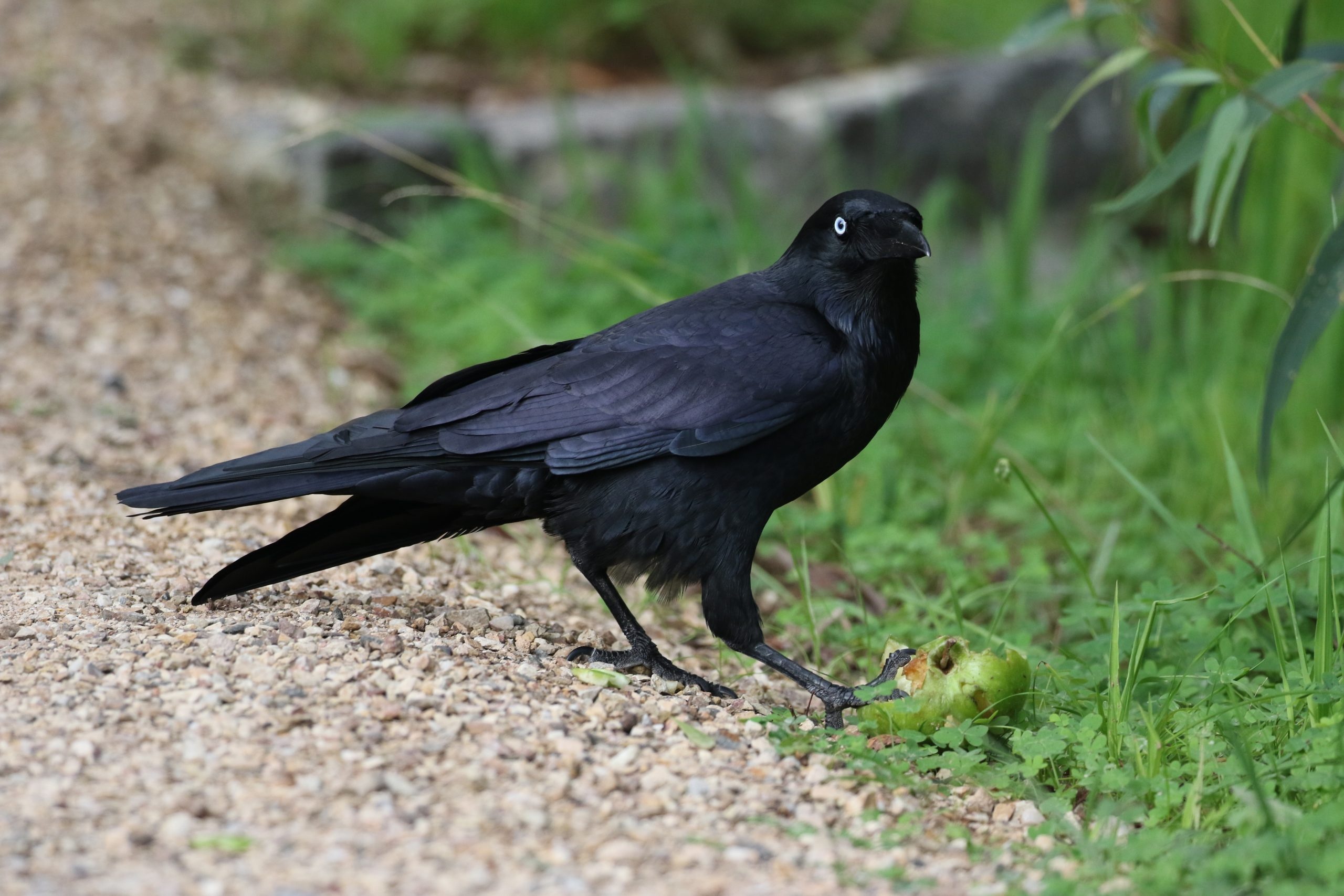 Raven, Corvids, Remember the wild, Reason, 2560x1710 HD Desktop