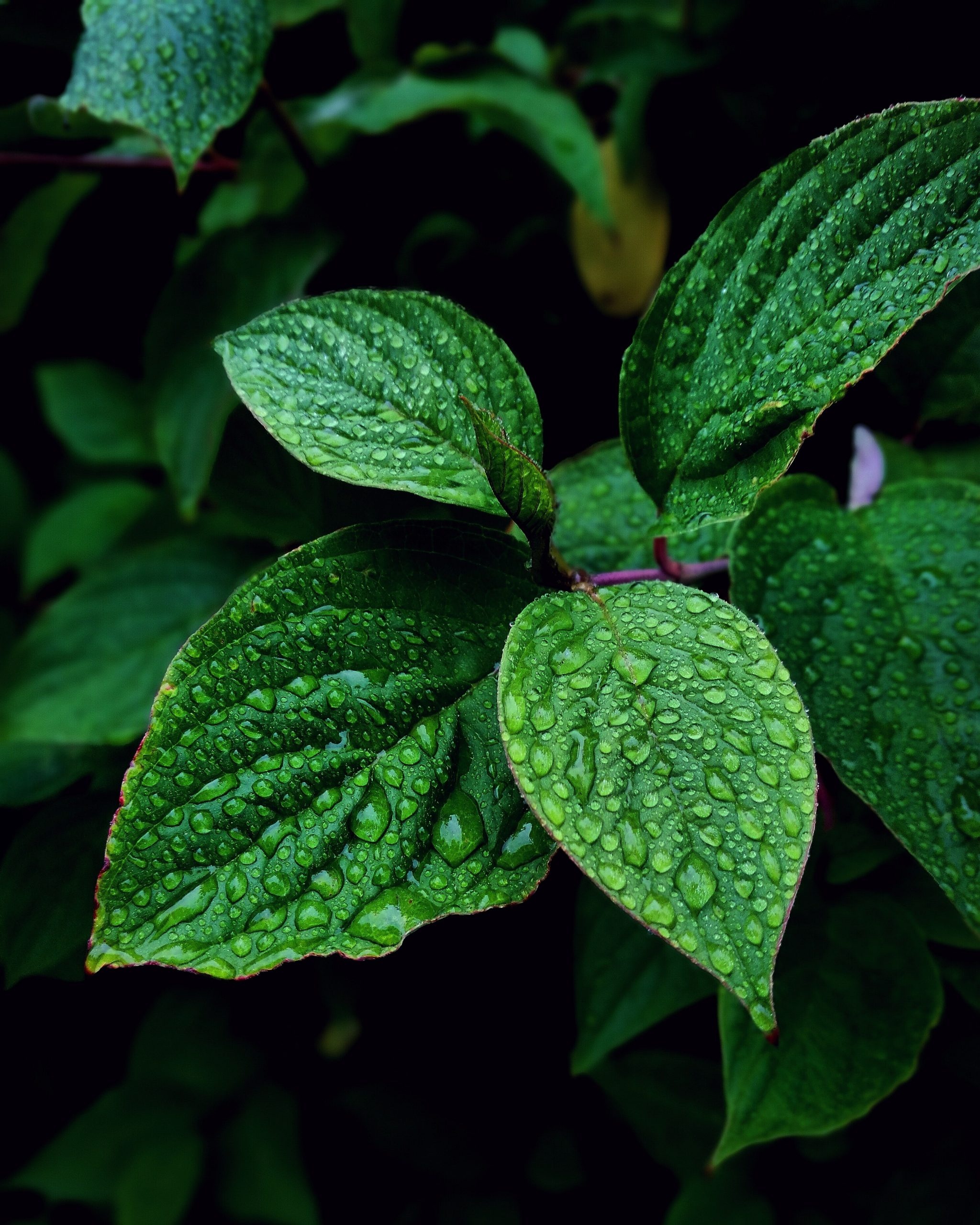 Mint Plant