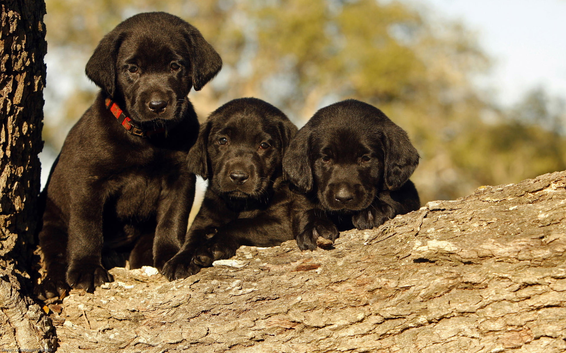 Black lab, Computer wallpaper, Furry friend, Playful nature, 1920x1200 HD Desktop