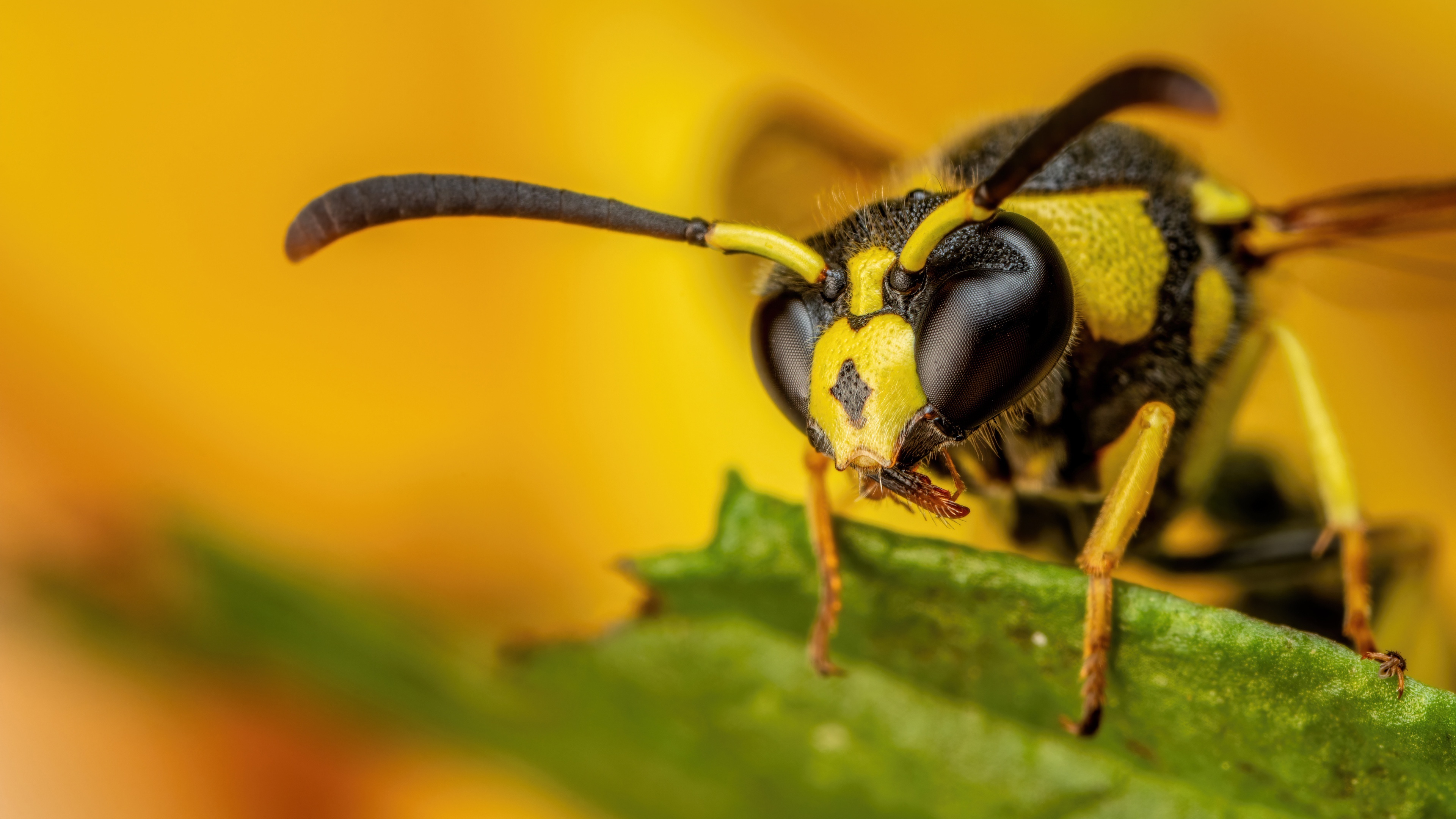 Wasp wallpapers, Insect beauty, Nature's tiny warriors, 4K resolution, 3840x2160 4K Desktop