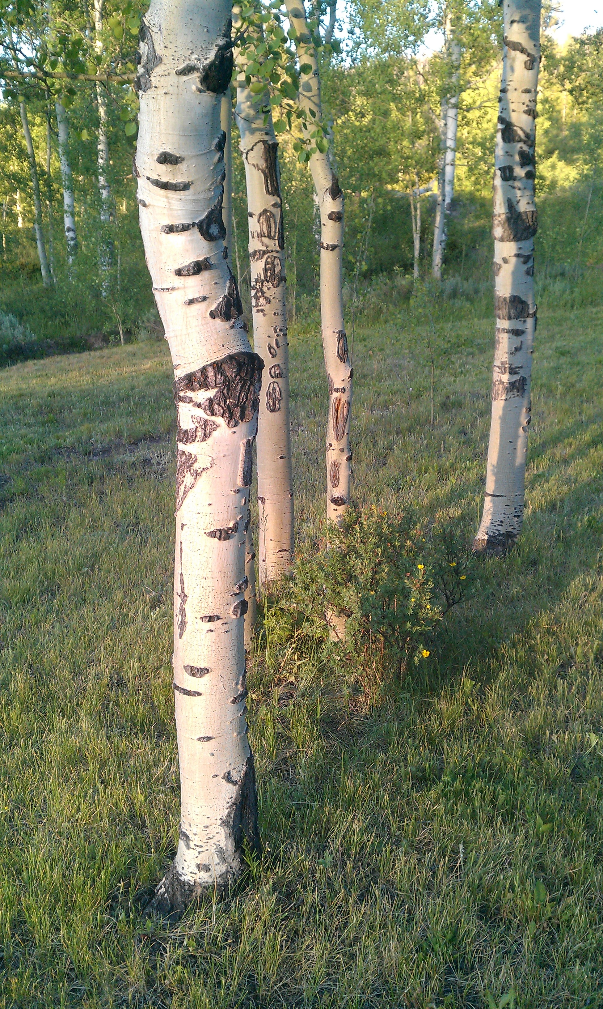 Aspen Tree, Symbolism in religion, Spiritual significance, Sacred tree, 1960x3270 HD Phone