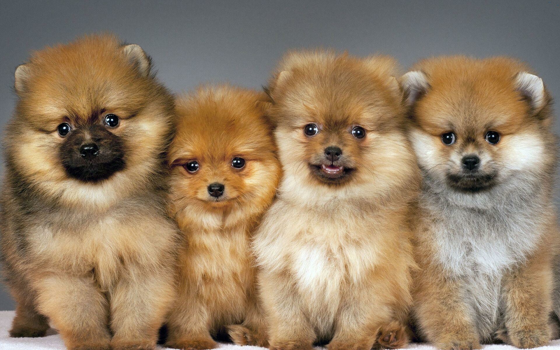 Pomeranian, Extensive wallpaper collection, Beautiful backgrounds, Adorable pets, 1920x1200 HD Desktop