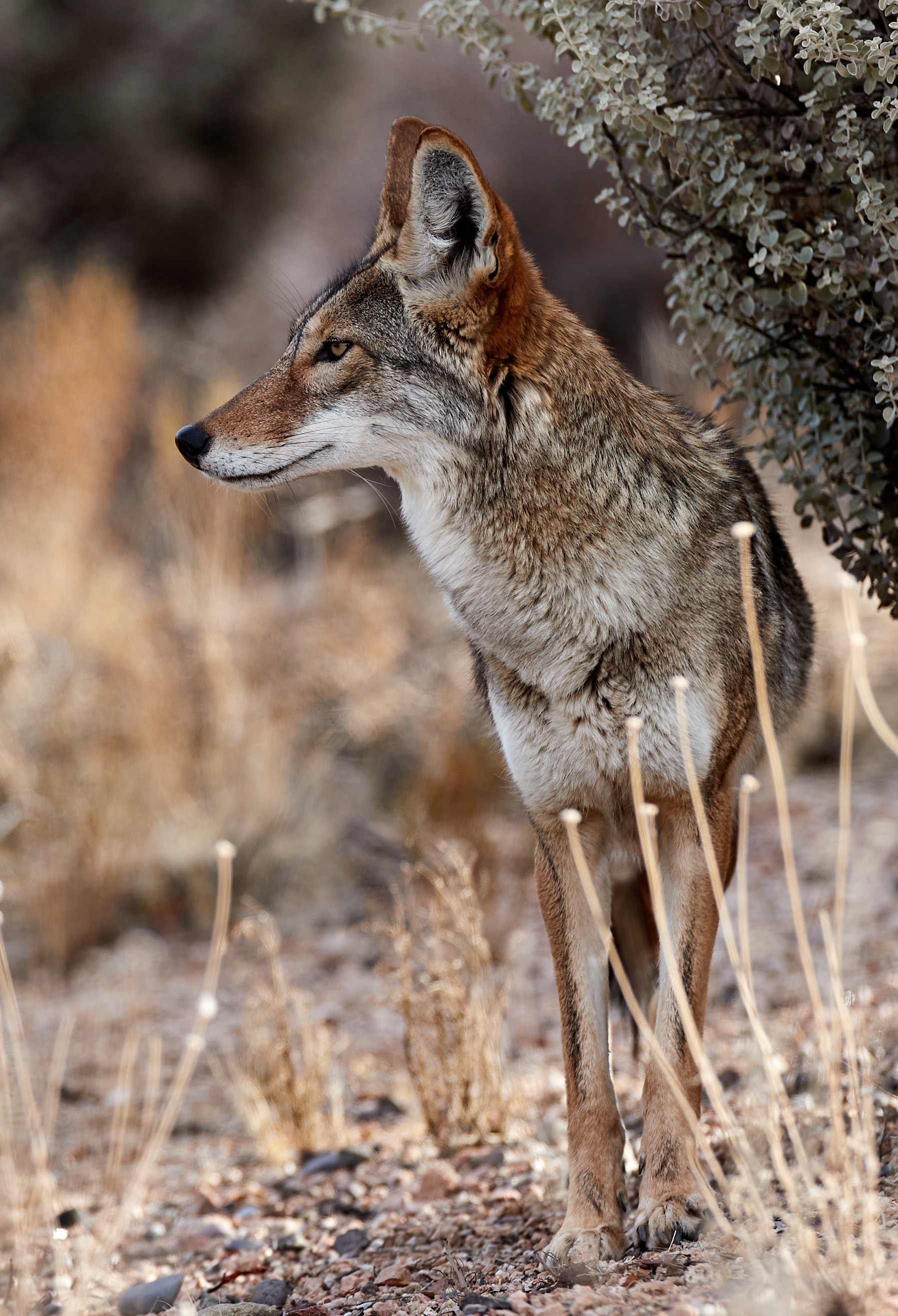 Fond d'cran gratuit, French background, European wildlife, Cultural connection, 1800x2640 HD Phone