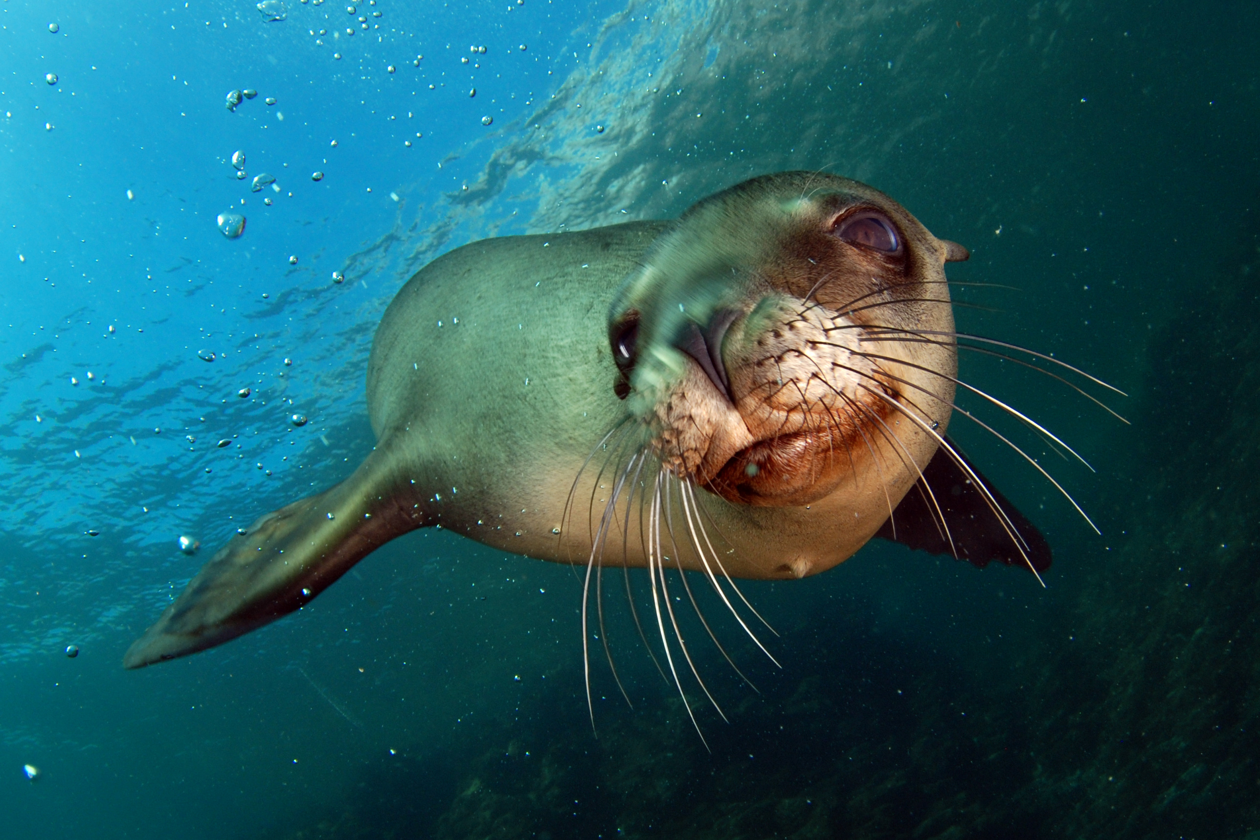 Sea lion wallpapers collection, Oceanic elegance, Coastal wonders, Playful marine creatures, 2580x1720 HD Desktop