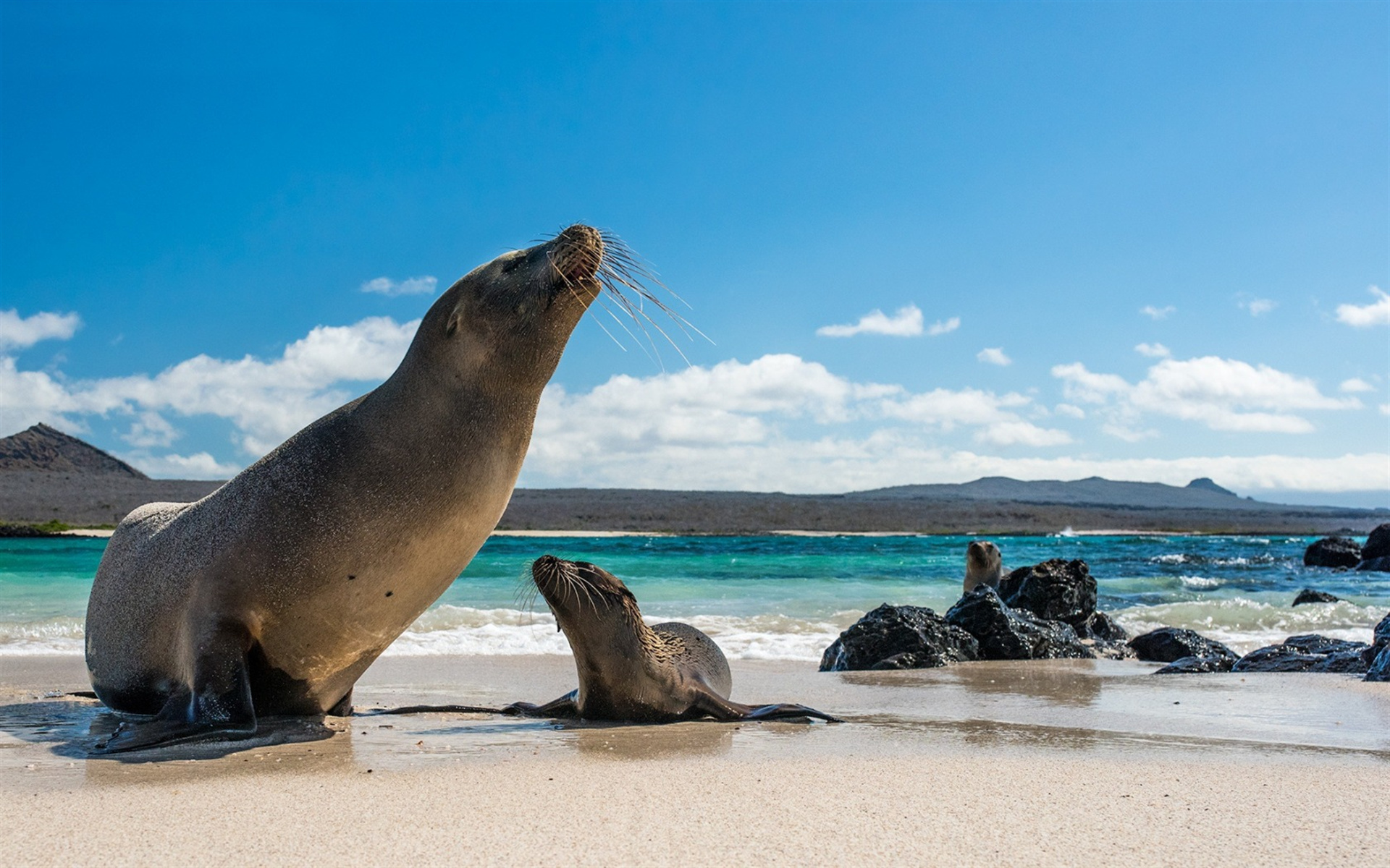 Galapagos Islands, Sea Lions Wallpaper, 1920x1200 HD Desktop