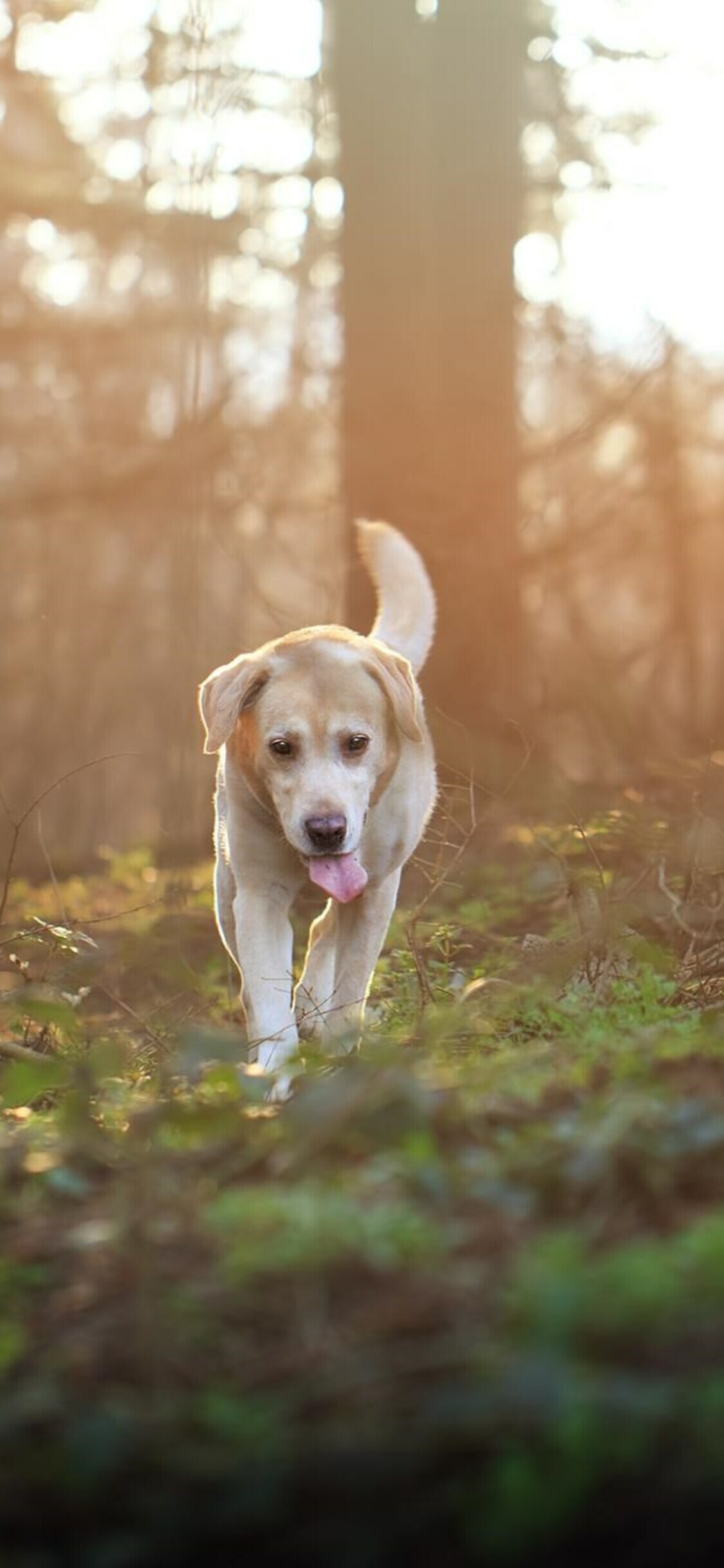 Labrador retriever iPhone xs, HD 4k wallpapers, Images backgrounds, Photos and pictures, 1130x2440 HD Phone