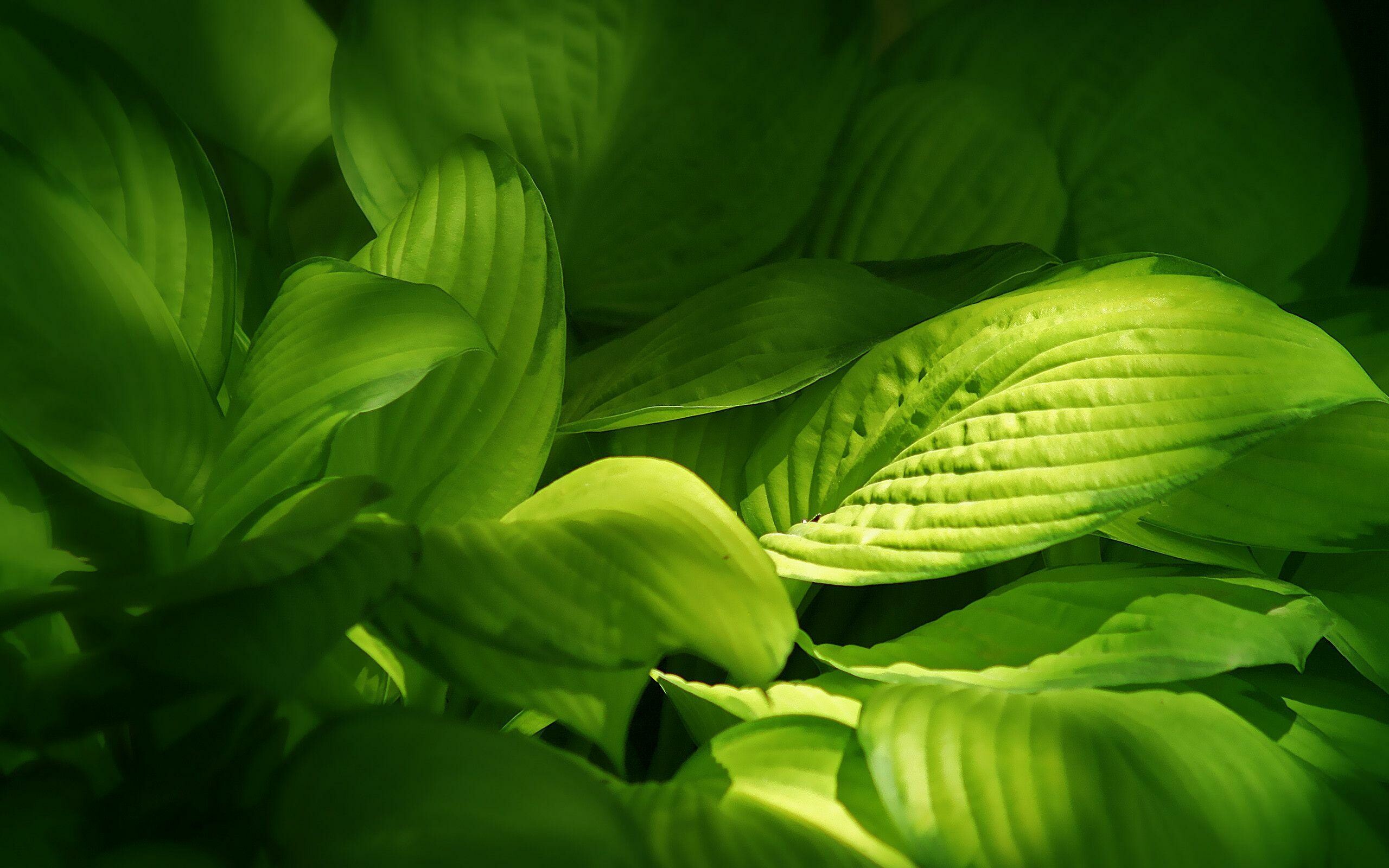 Hosta, Leaves Wallpaper, 2560x1600 HD Desktop