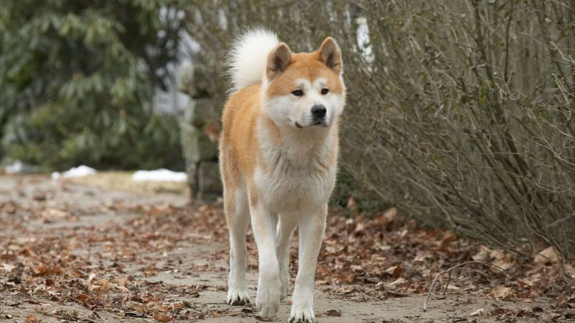 Akita wallpaper, Captivating beauty, Elegance personified, Striking pose, 1920x1080 Full HD Desktop