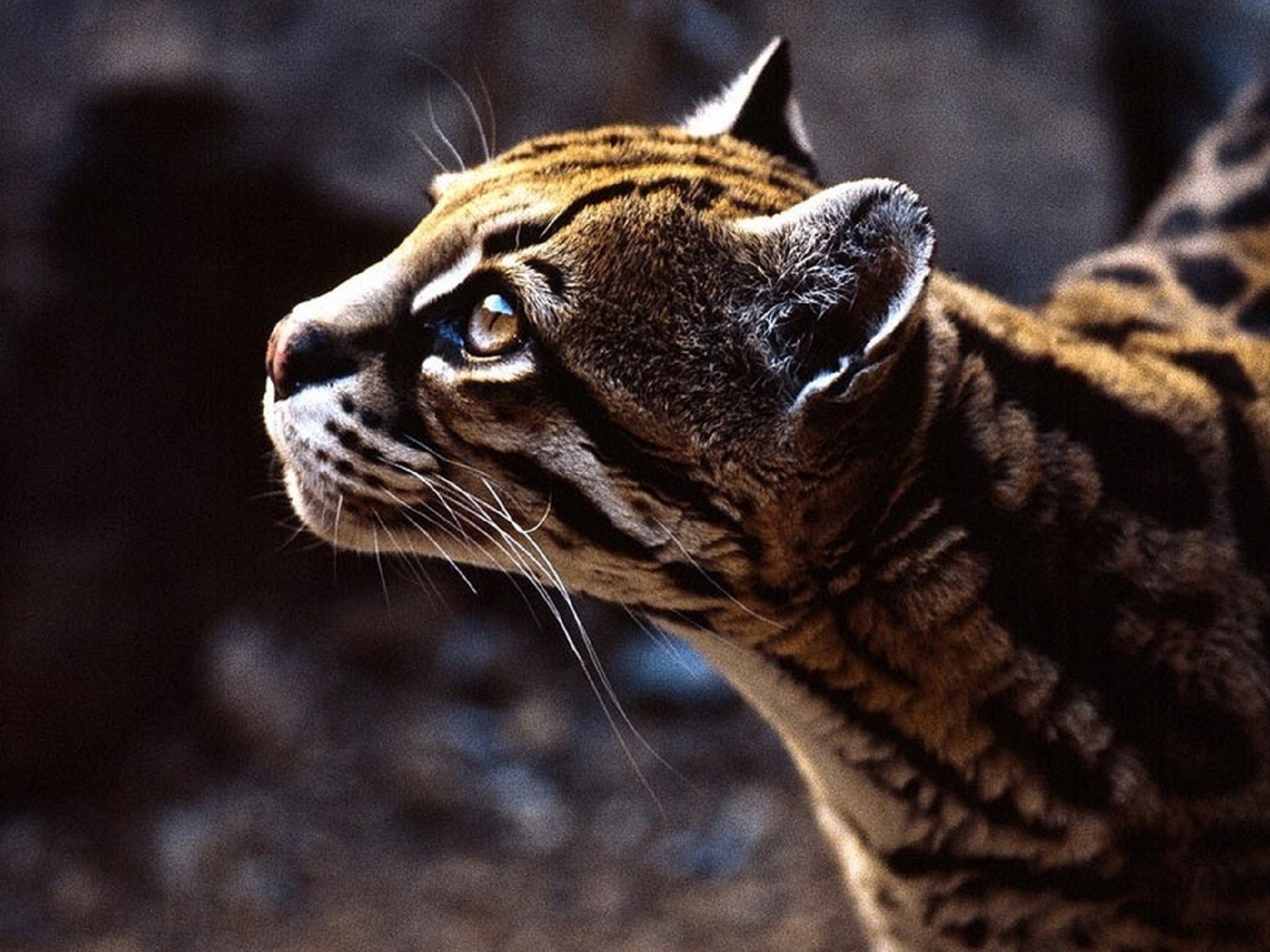 Ocelot, Stunning wallpaper, Graceful feline, Captivating image, 1920x1440 HD Desktop